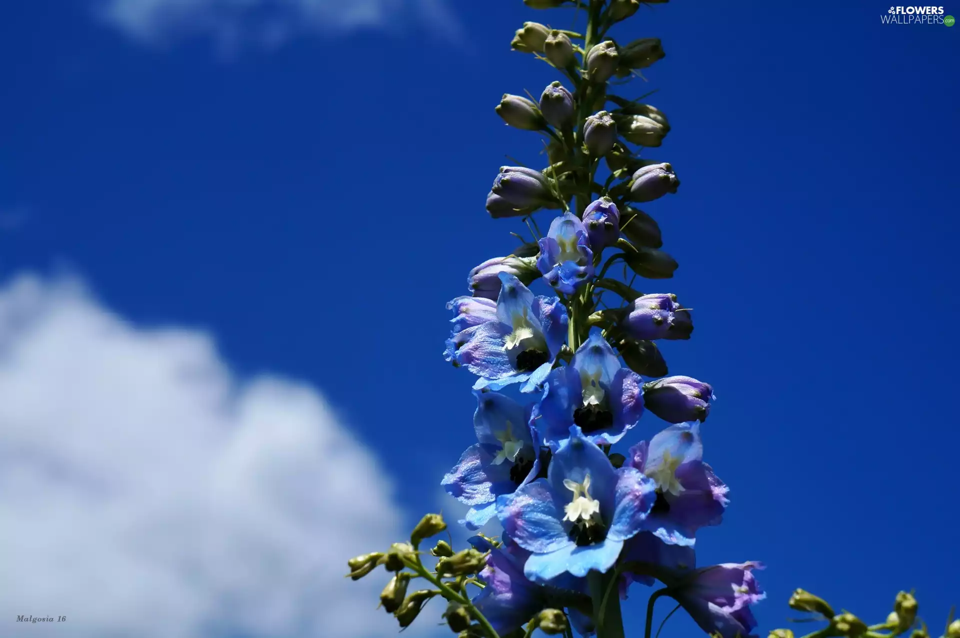 Sky, clouds, Flowers, larkspur, Blue
