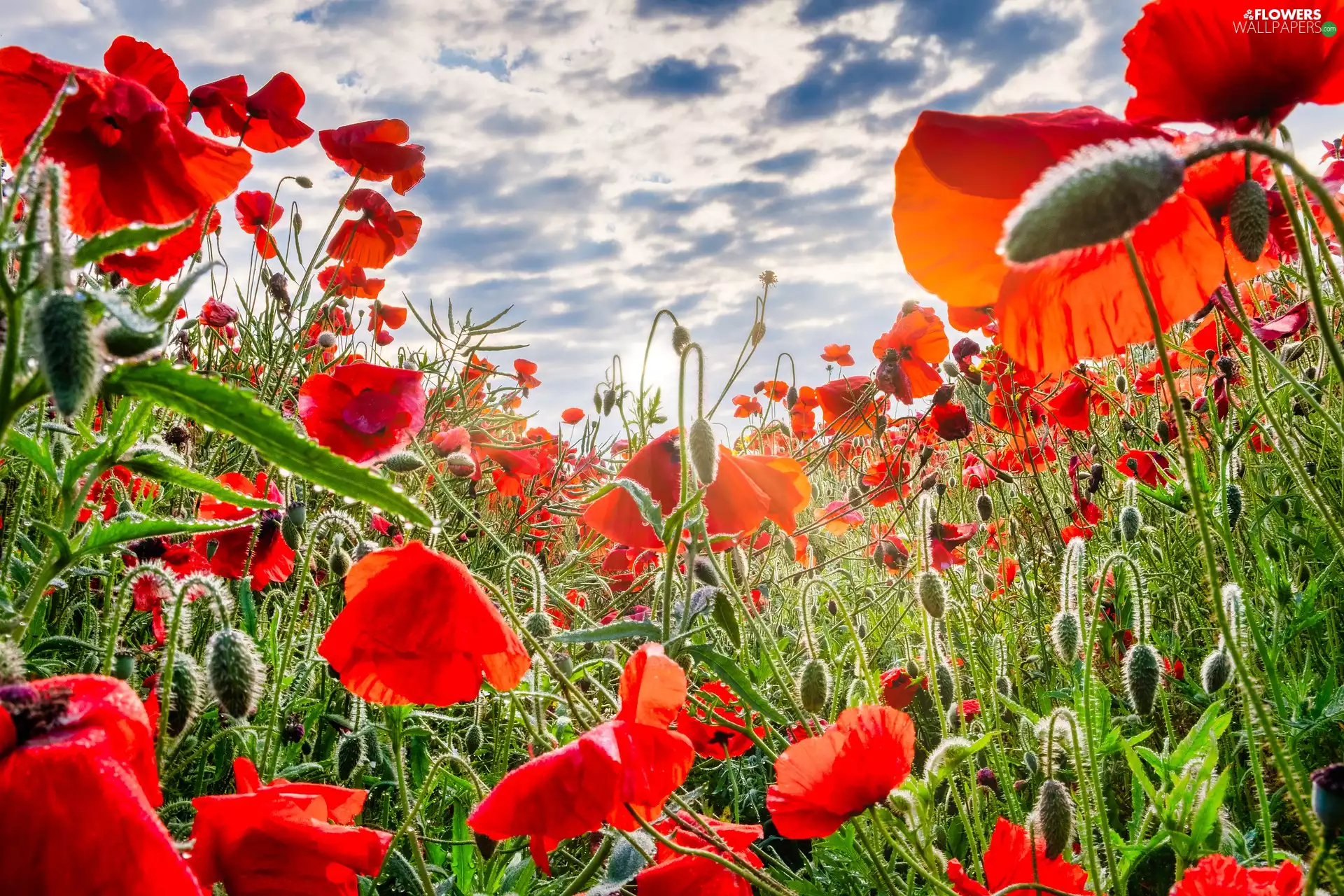 Buds, clouds, Flowers, papavers, Field