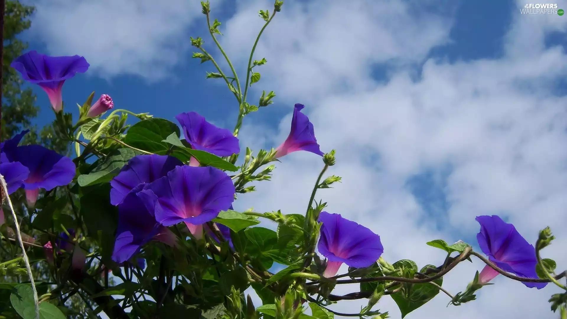 Sky, clouds, Flowers, bindweed, purple