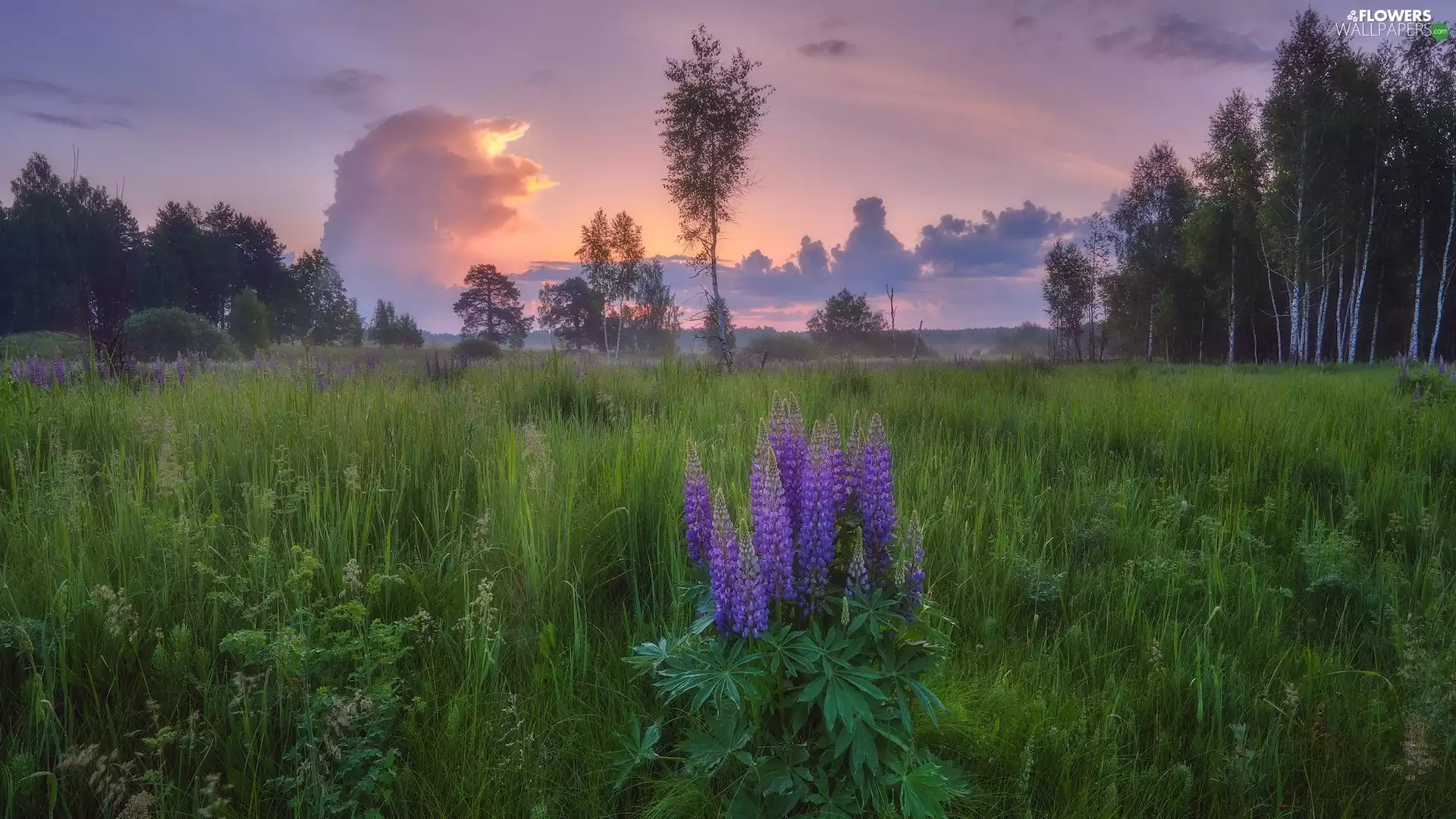 lupine, Meadow, viewes, clouds, trees, Flowers