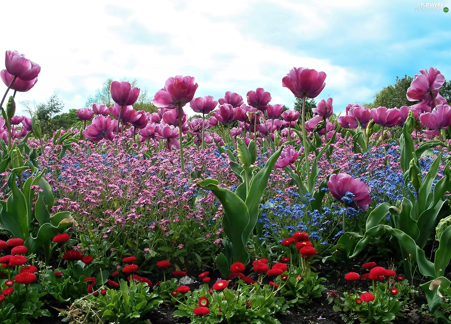 Flowers, clouds, Garden, color, Spring