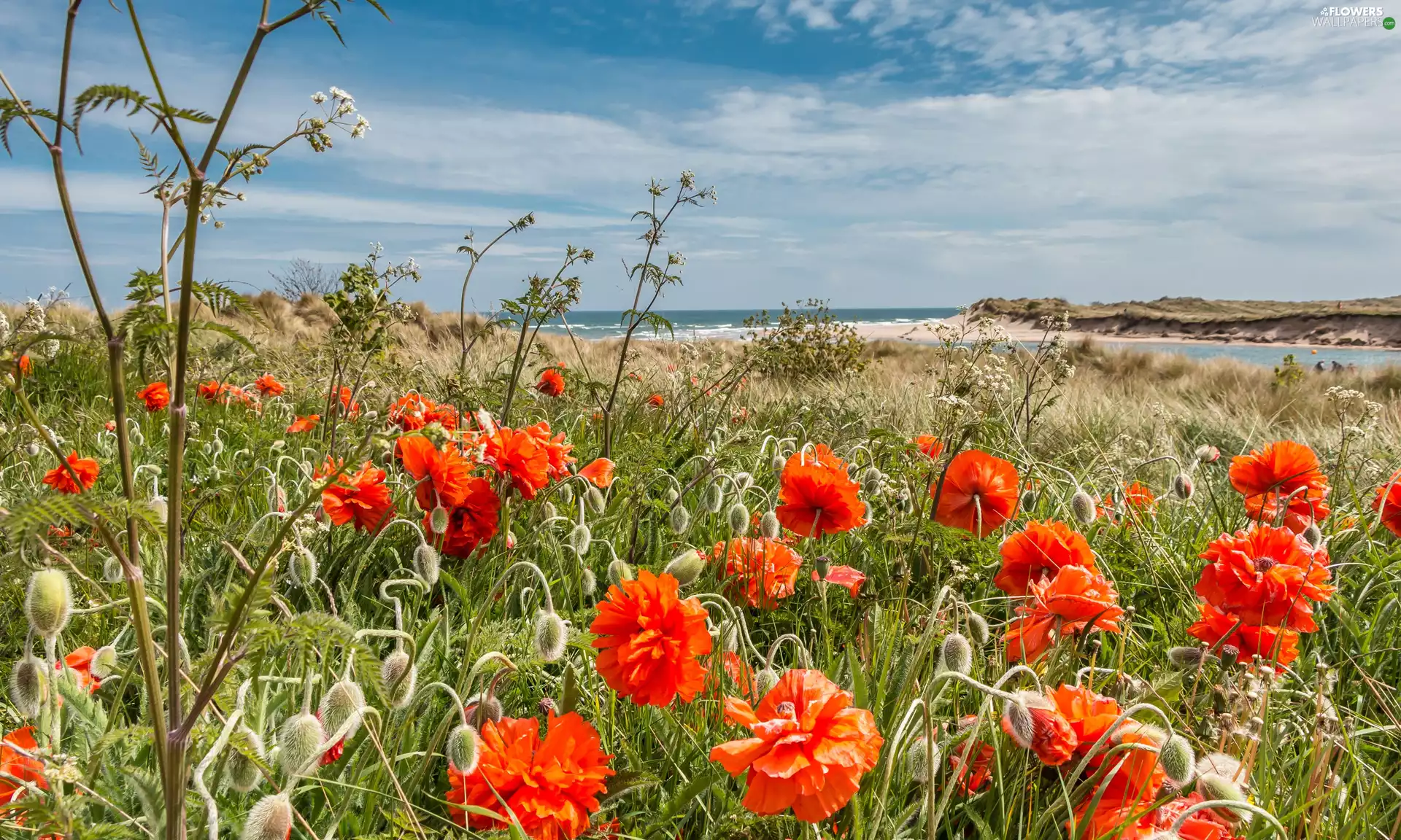 papavers, Meadow, Sky, clouds, sea, grass