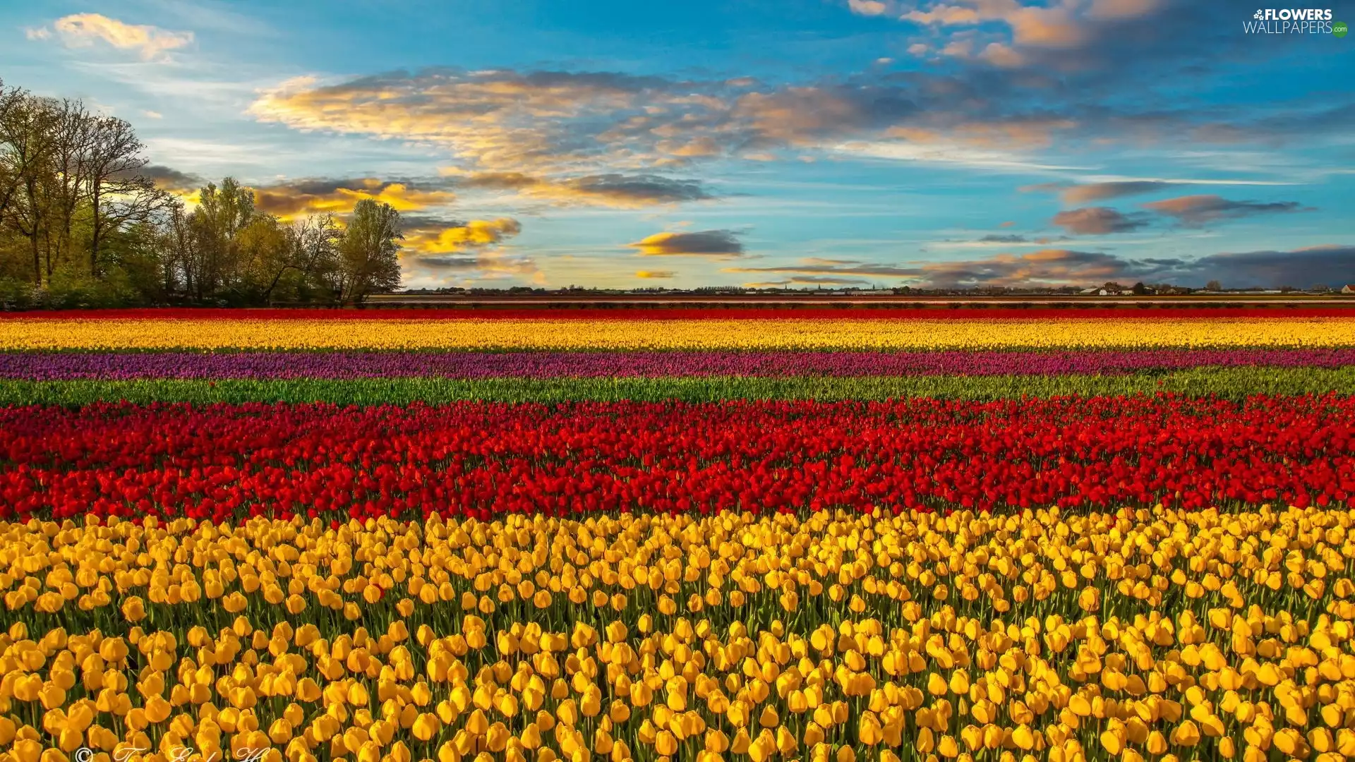 trees, field, clouds, horizon, viewes, tulips