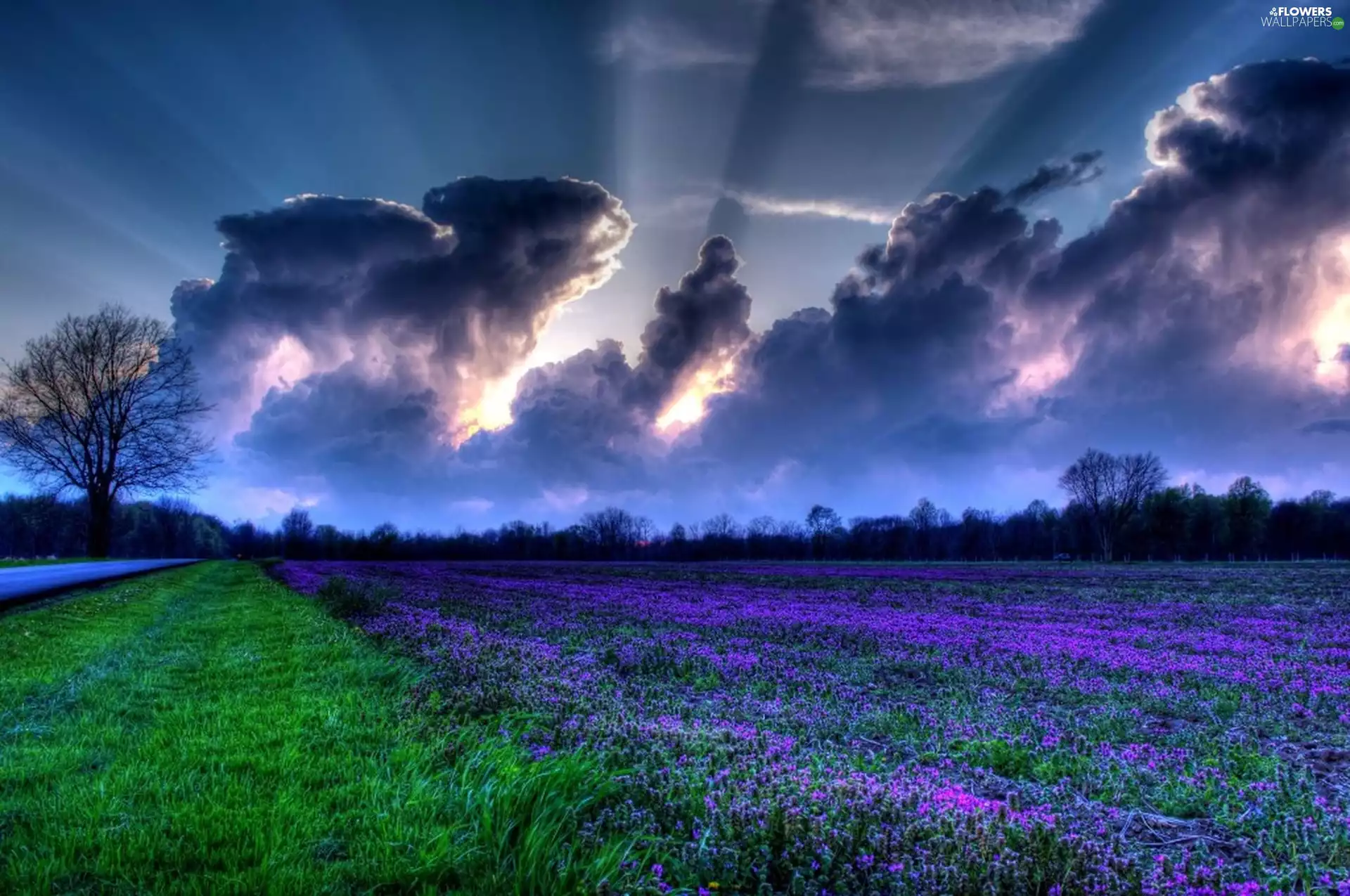clouds, Field, lavender