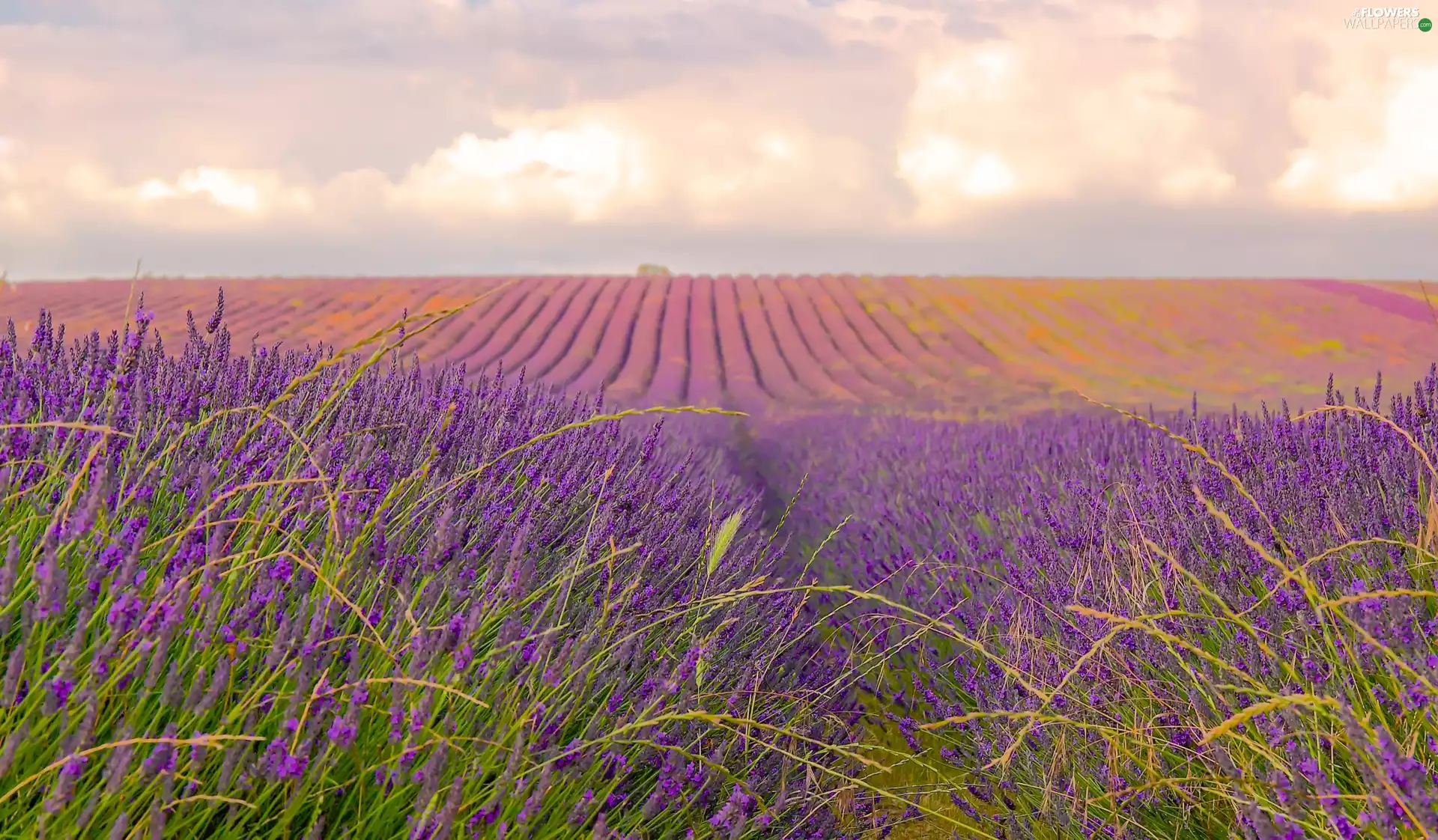 clouds, Field, lavender