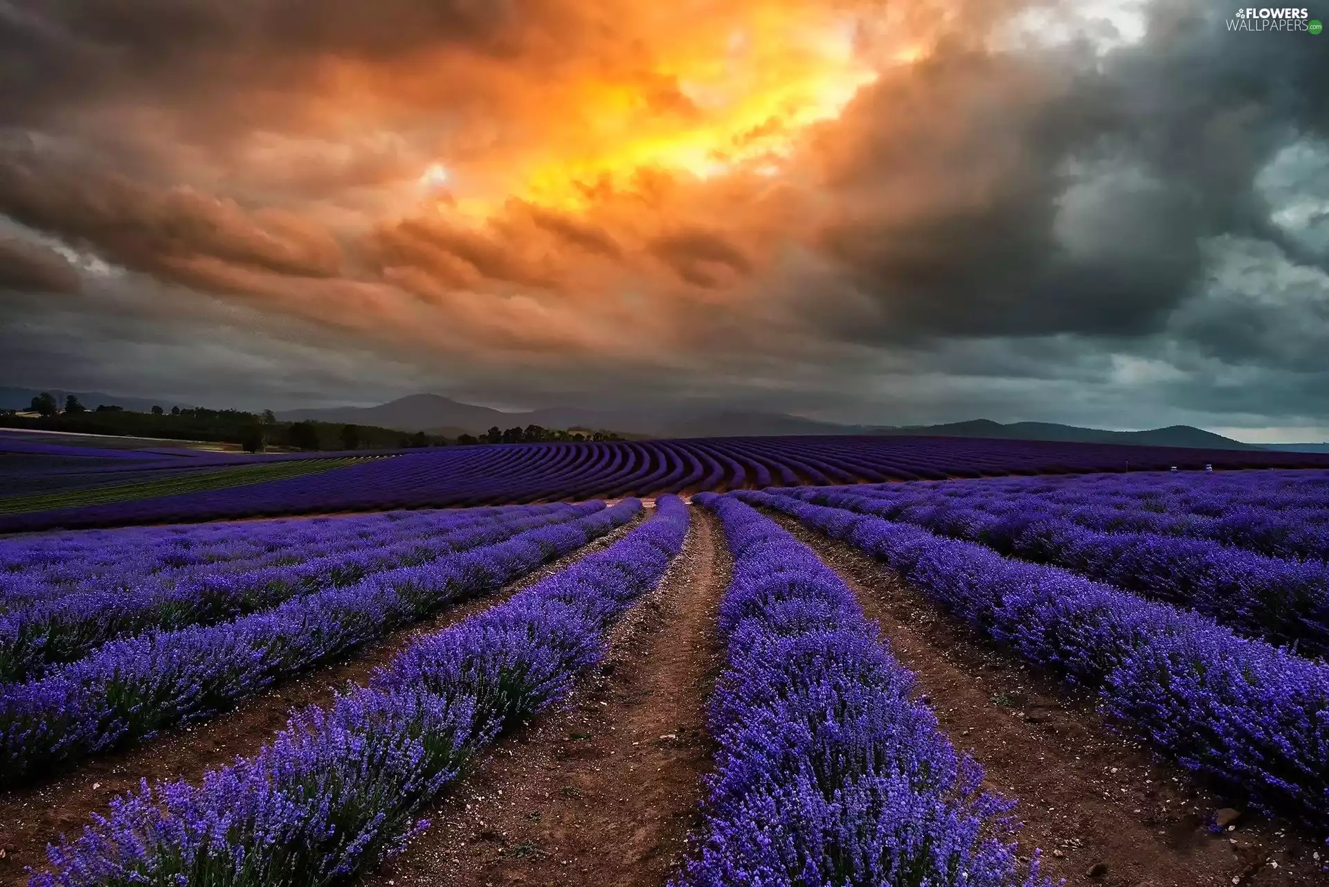 clouds, Field, lavender