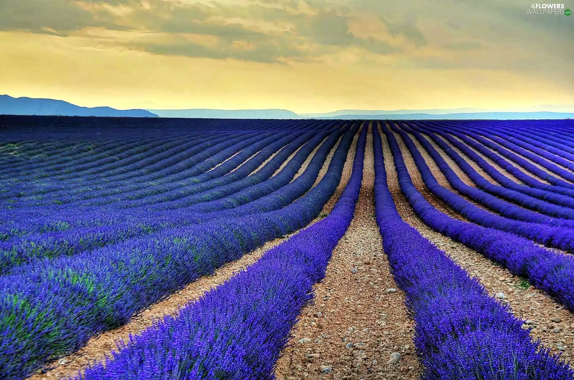 clouds, Field, lavender