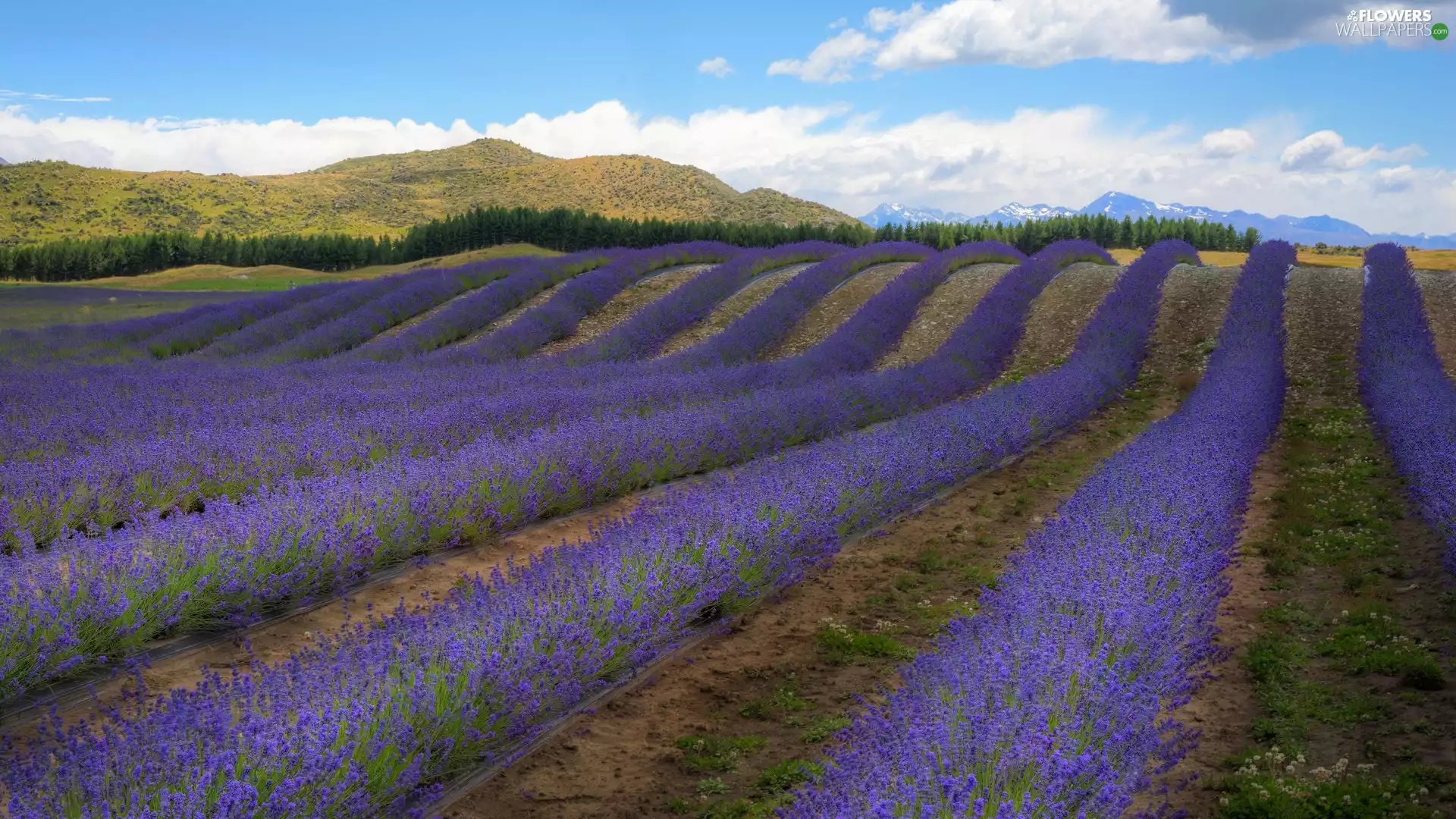 woods, clouds, lavender, Mountains, Field