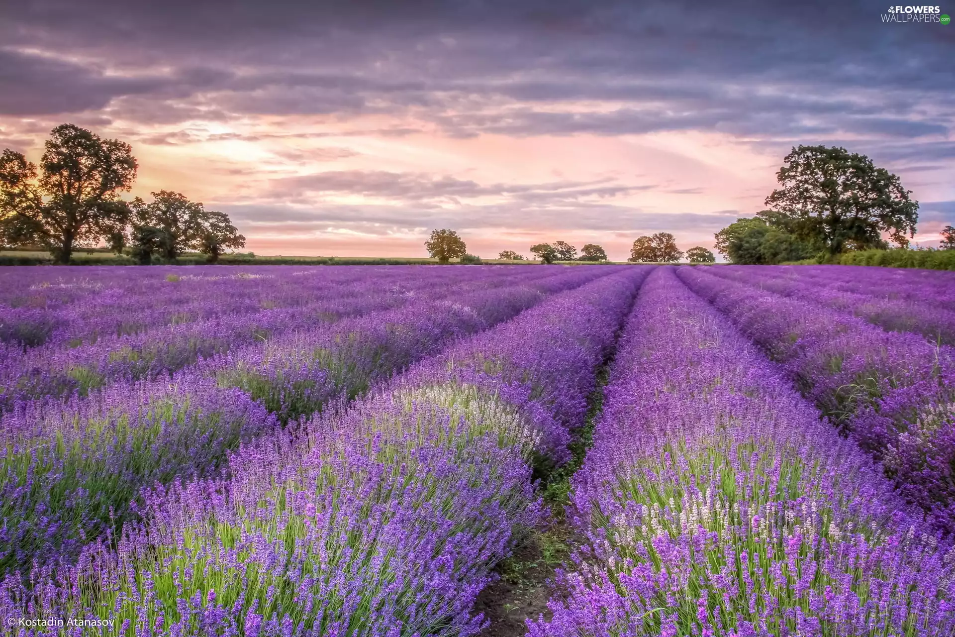 viewes, clouds, lavender, trees, Field