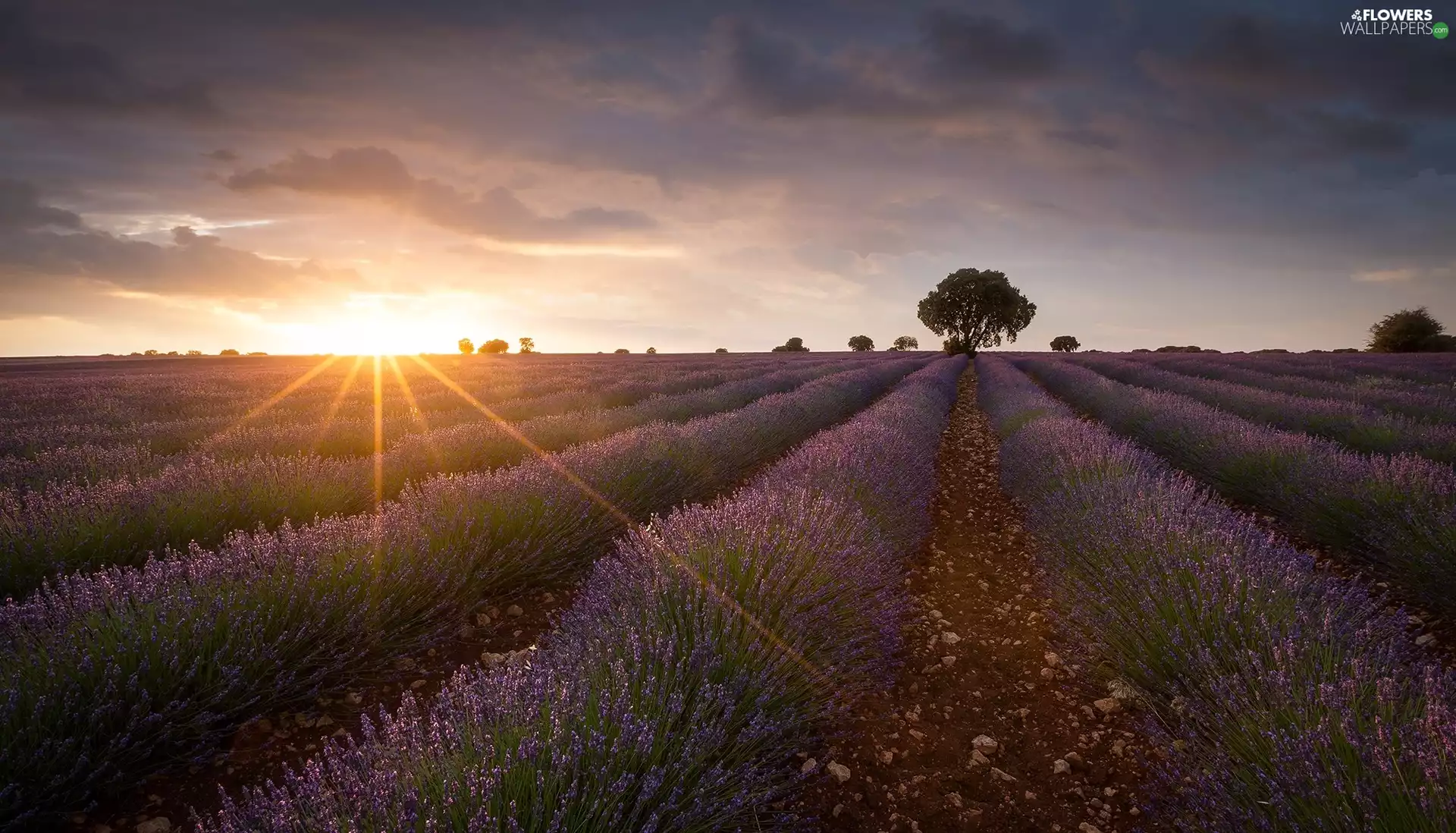 trees, Field, Sunrise, clouds, viewes, lavender