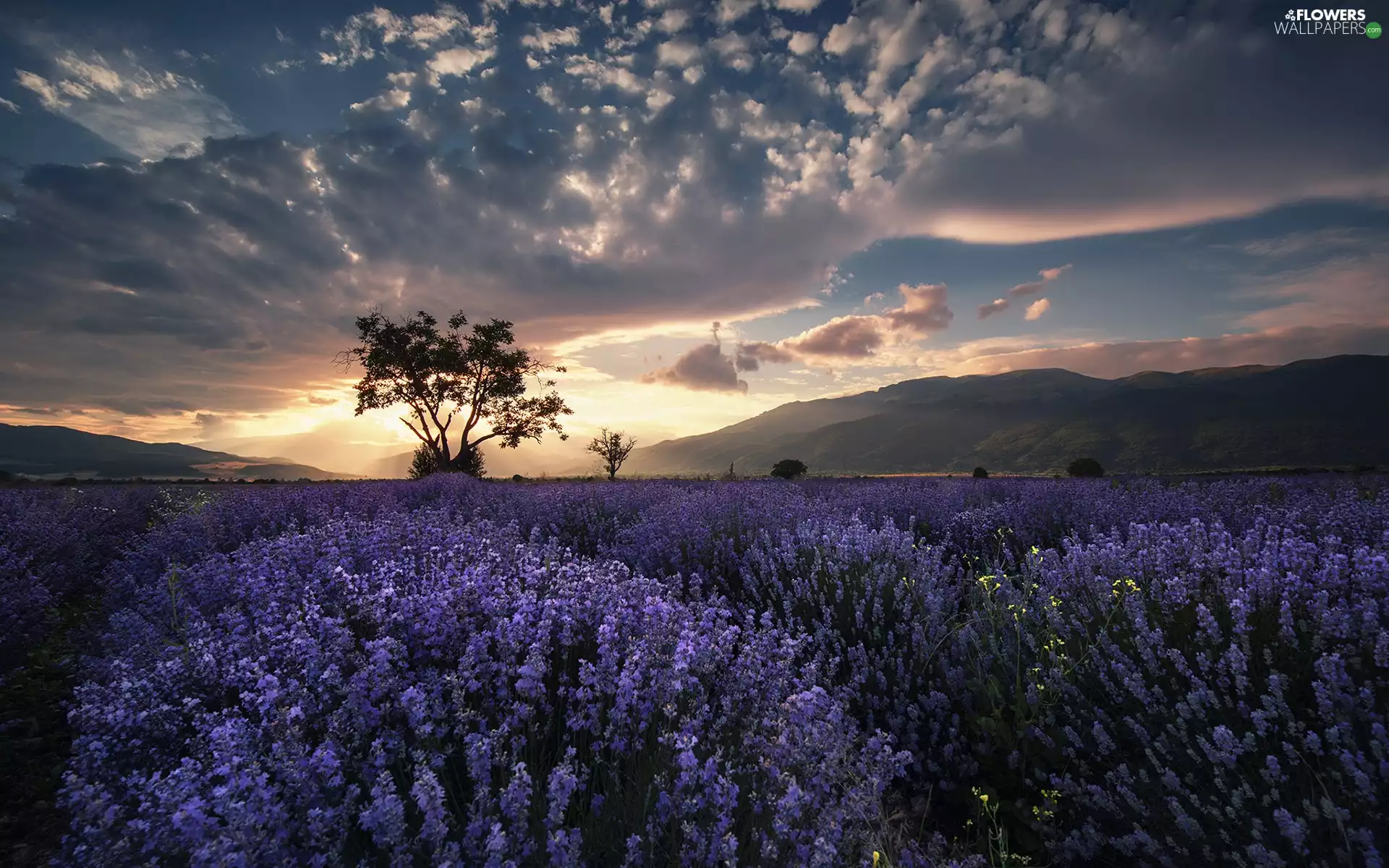 lavender, Sky, trees, clouds