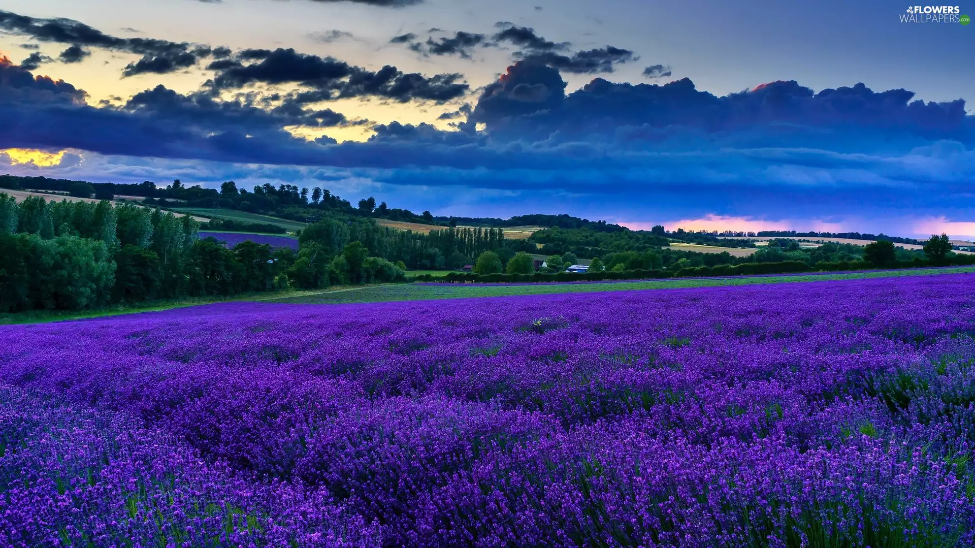 lavender, Hill, viewes, clouds, trees, Meadow