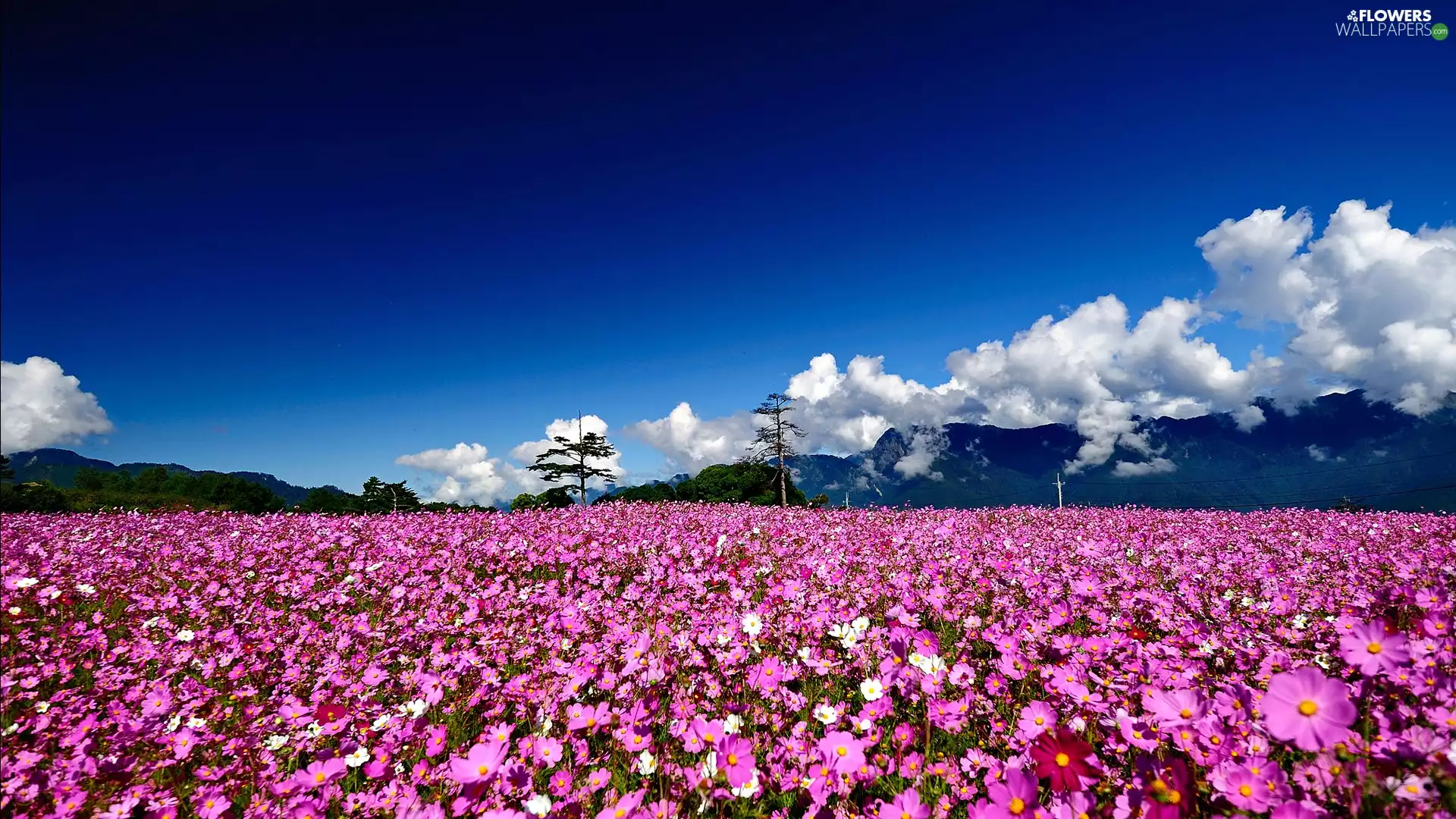 Mountains, Flowers, Cosmos, clouds