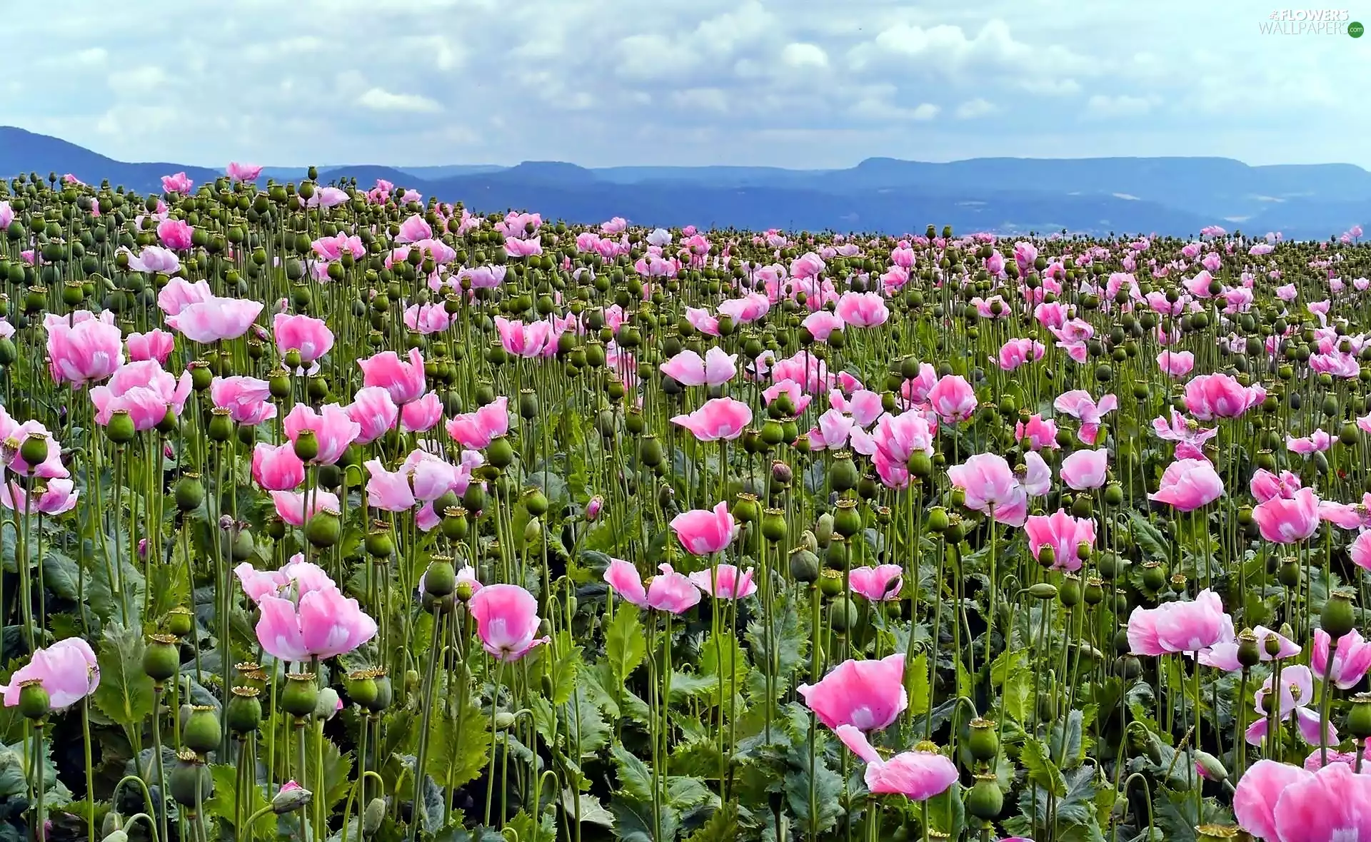 clouds, Meadow, papavers