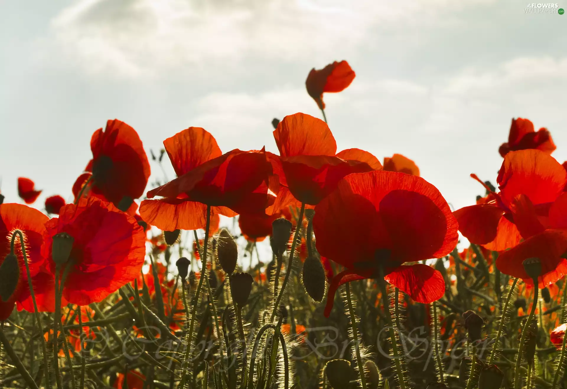 clouds, Red, papavers