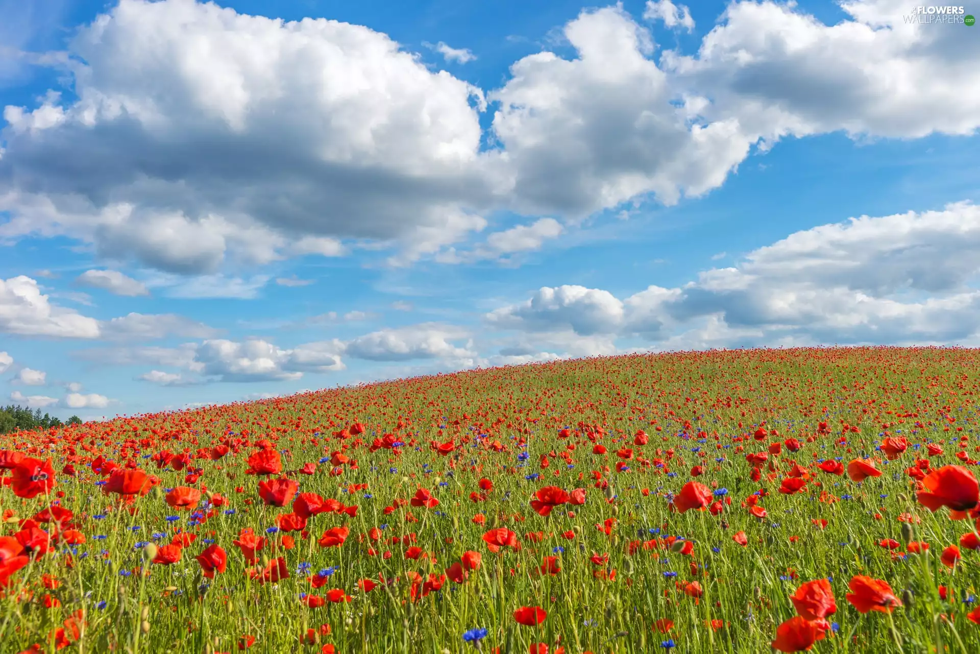 cornflowers, Hill, Sky, clouds, Meadow, papavers