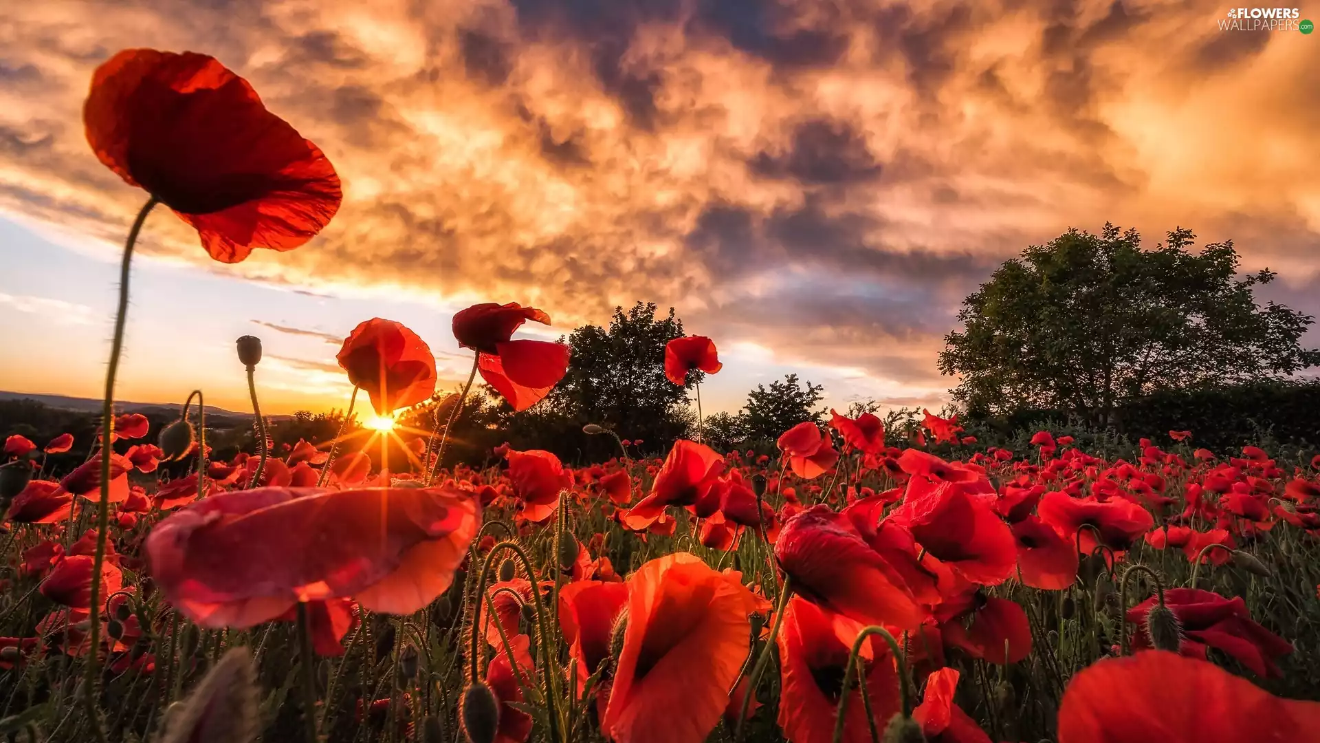 trees, Flowers, sun, clouds, viewes, papavers