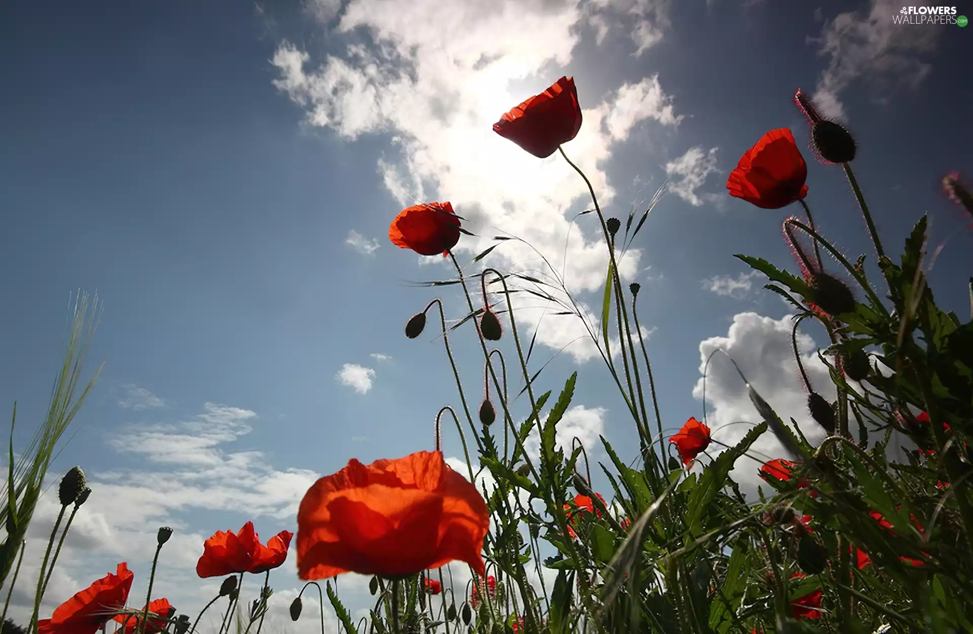 papavers, clouds - Flowers wallpapers: 1920x1252