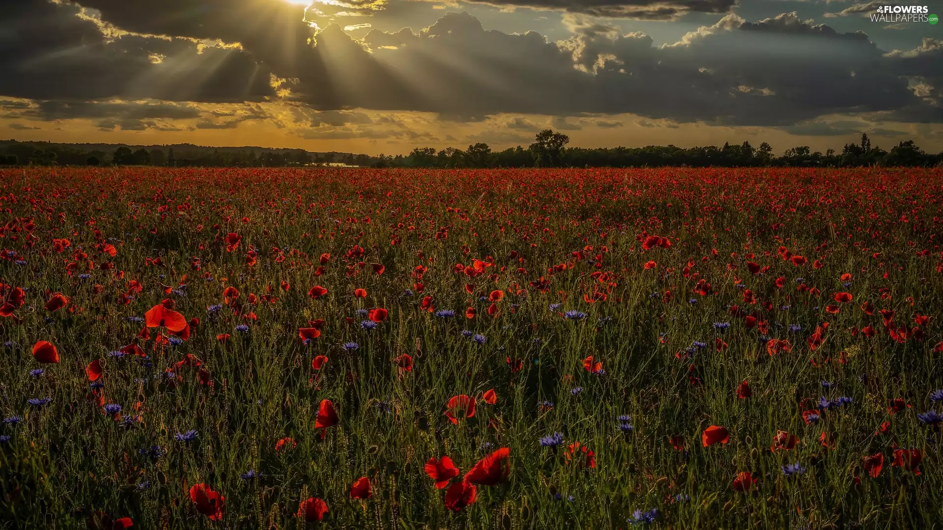 clouds, cornflowers, viewes, Meadow, papavers, trees, piercing the sun
