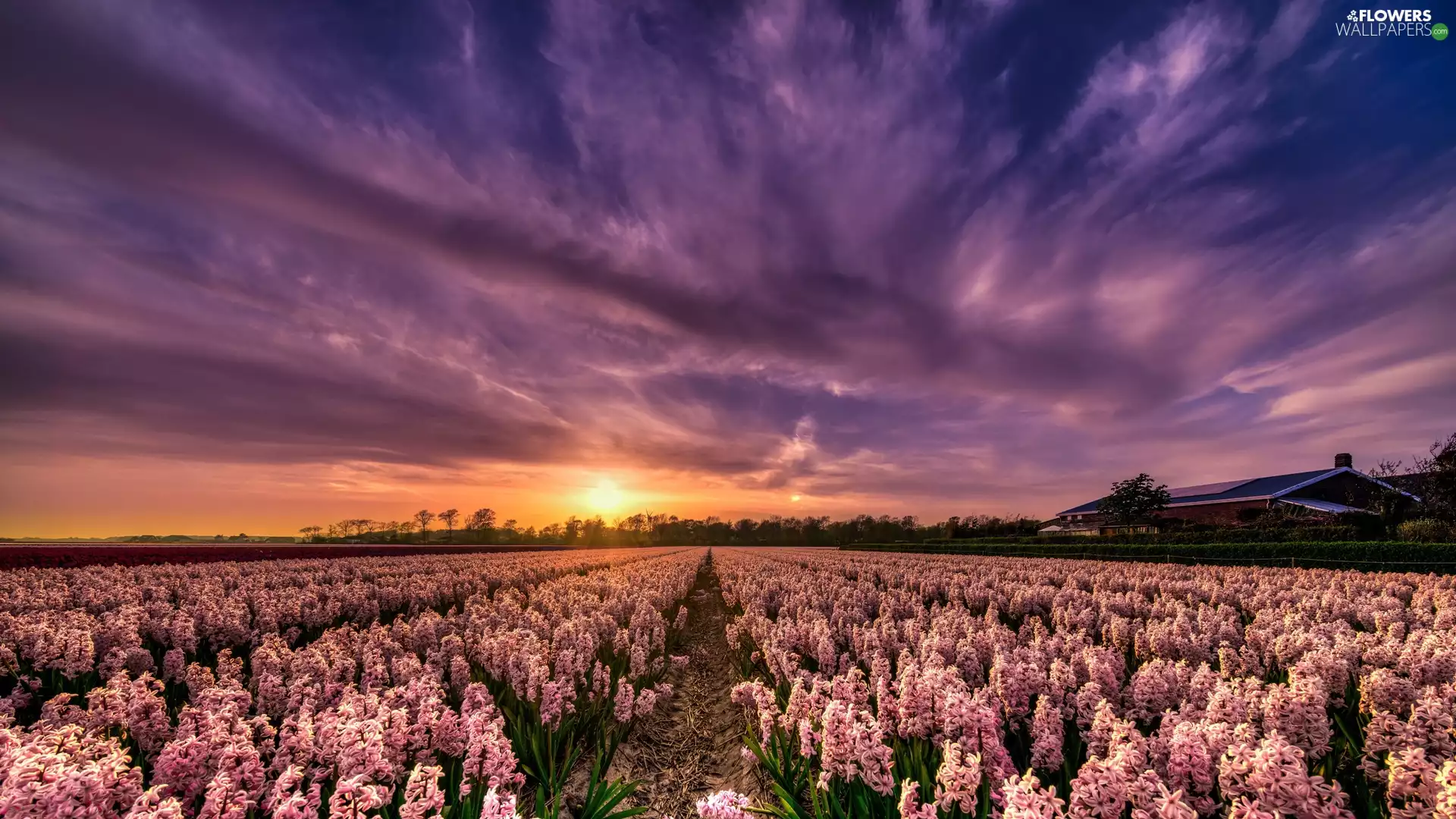 Hyacinths, Field, Sunrise, clouds, Pink, plantation