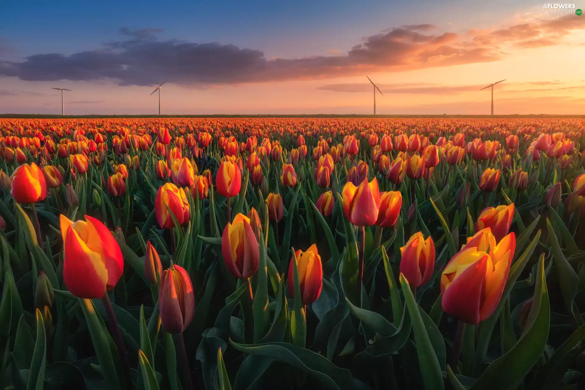 Sunrise, clouds, plantation, Windmills, Tulips