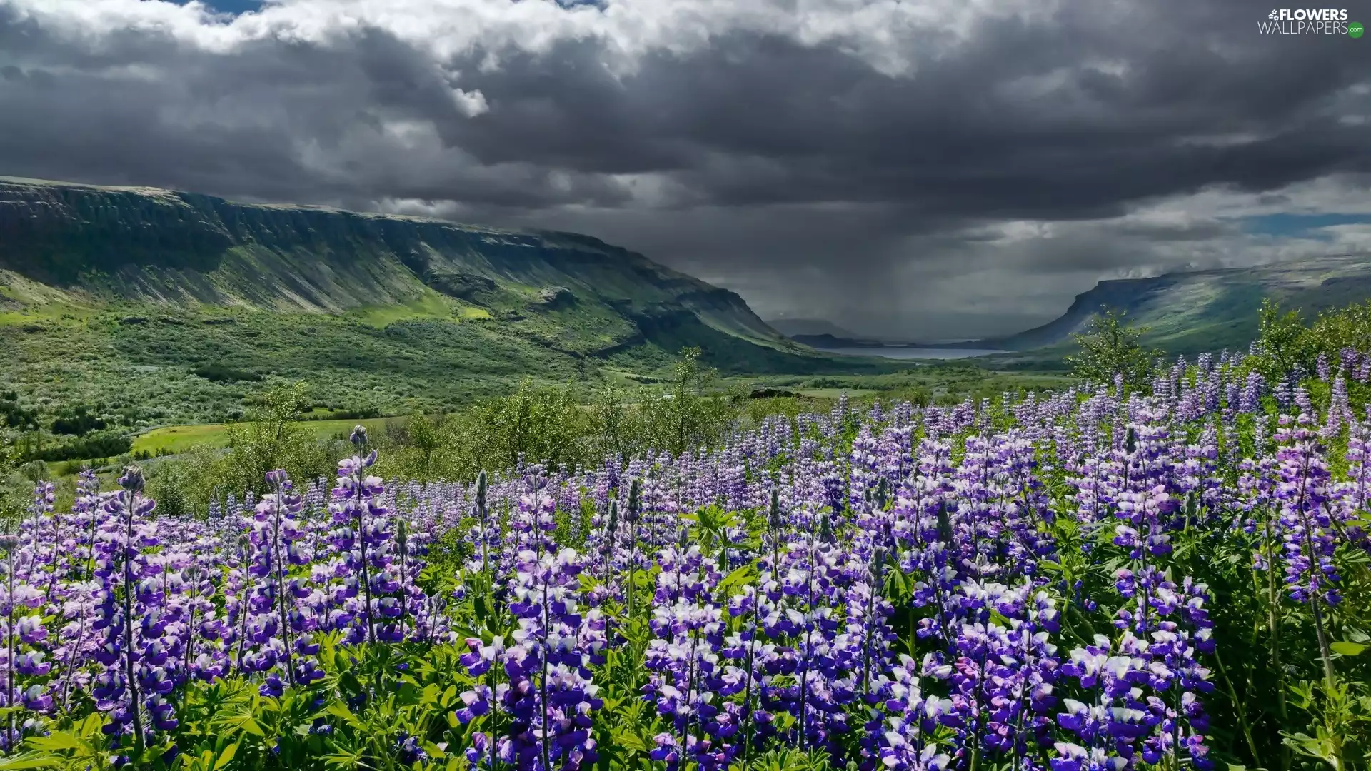 Flowers, iceland, Mountains, clouds, lupine, purple