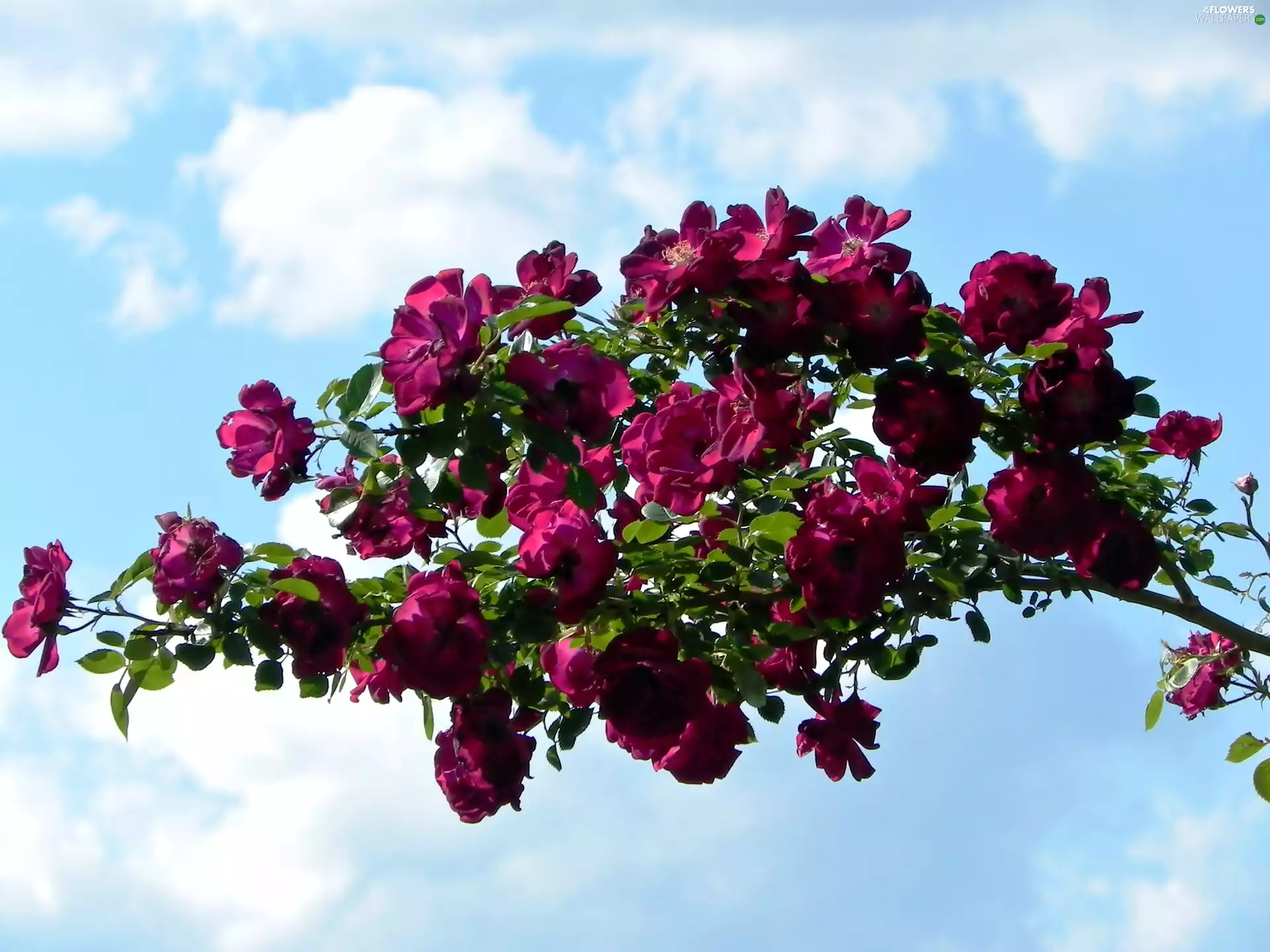 Sky, clouds, red, rouge, Bush