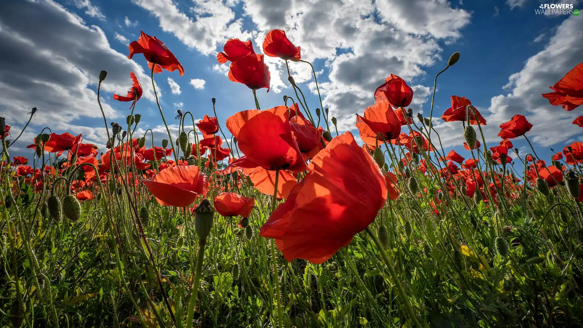 Sky, clouds, Red, papavers, Meadow
