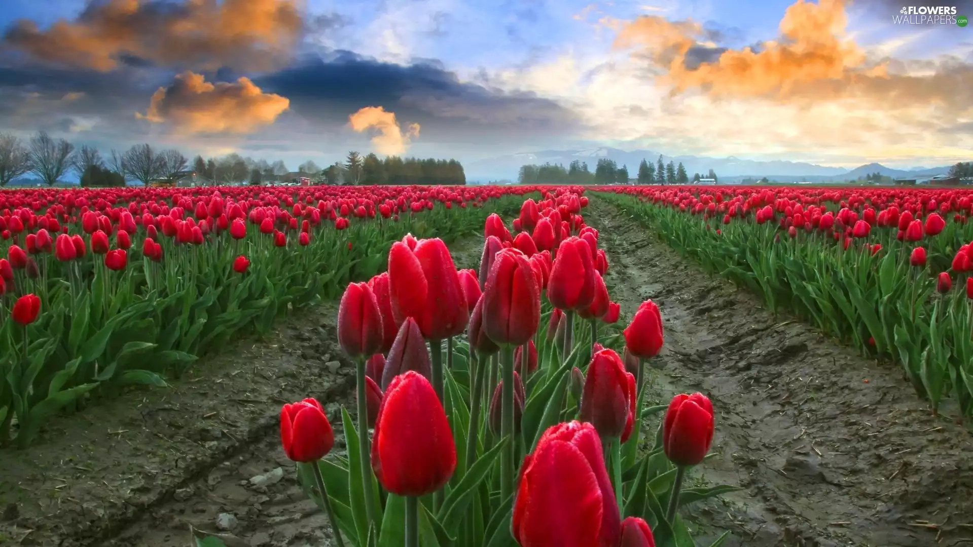 Tulips, Field, sun, clouds, west, Red