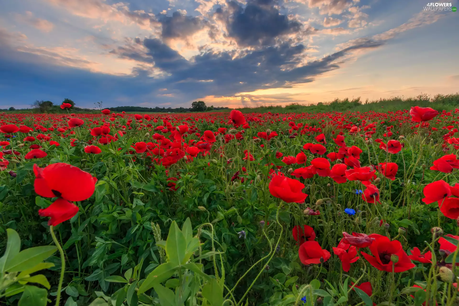 papavers, Meadow, viewes, clouds, trees, Red