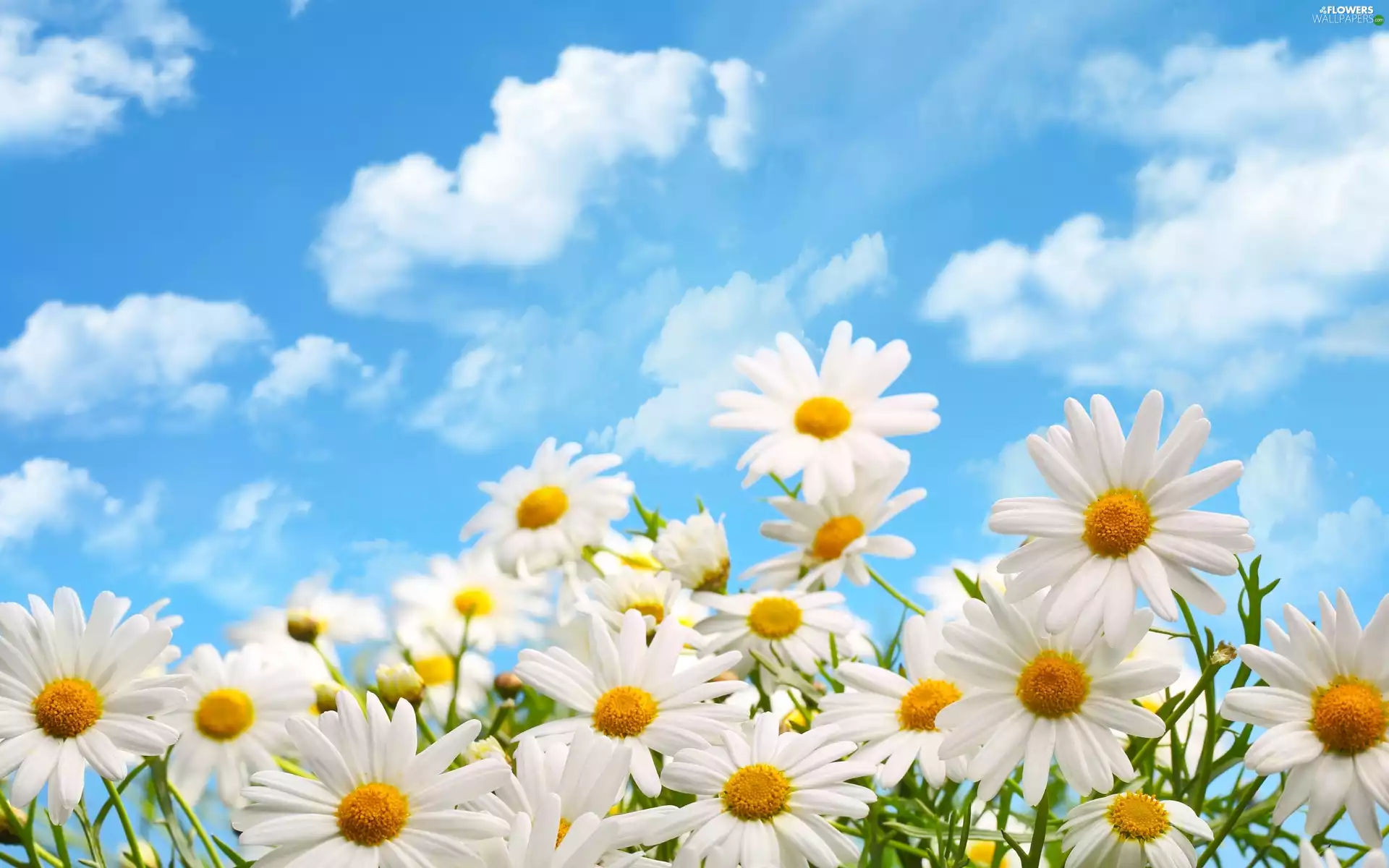 clouds, daisy, Sky