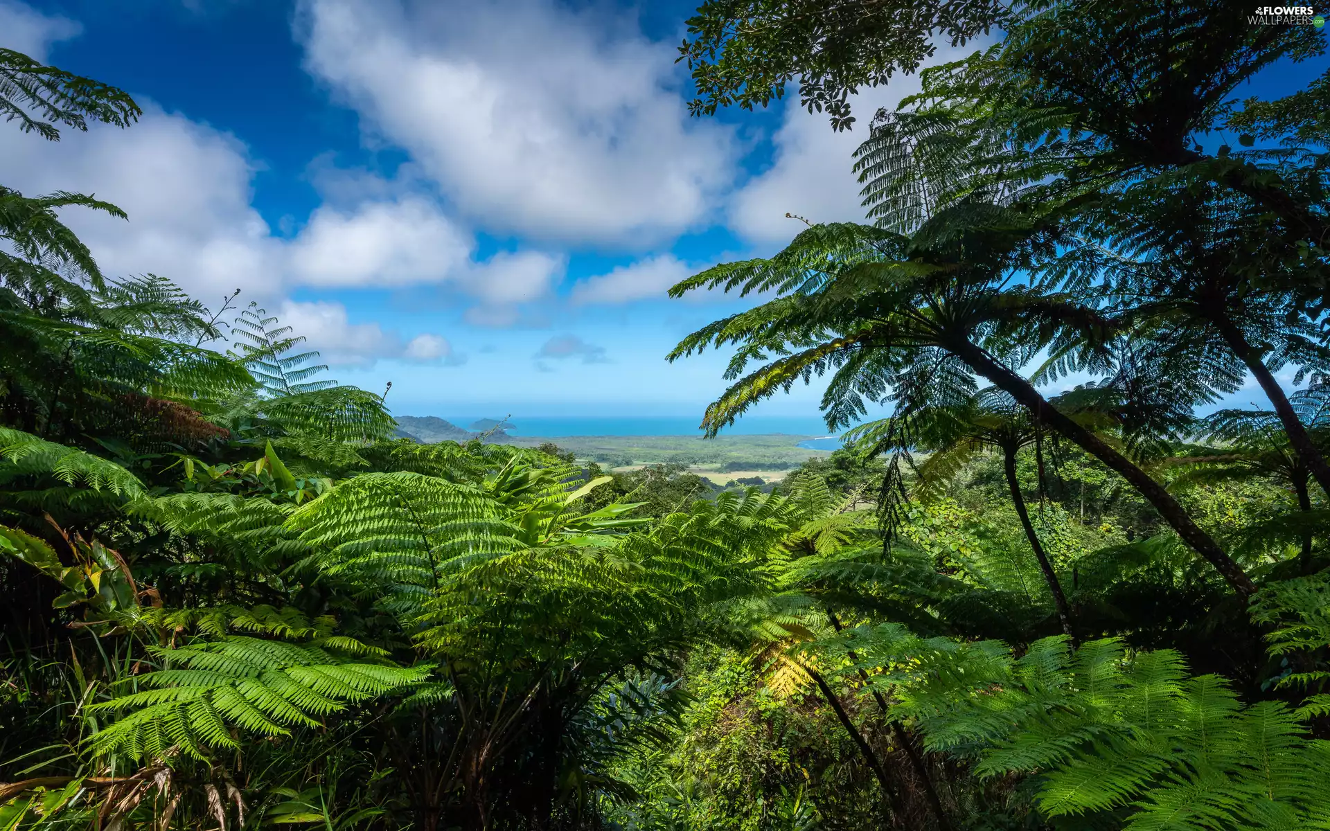 clouds, fern, Sky