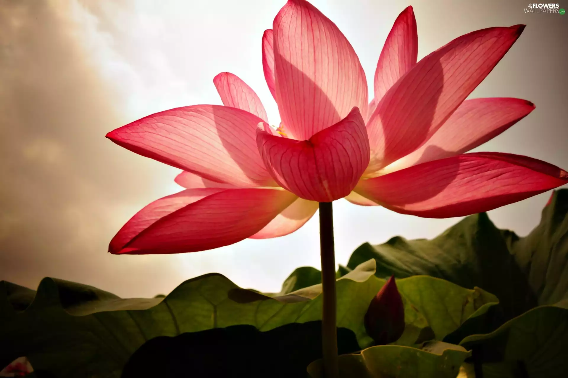 lotus, clouds, Sky, Colourfull Flowers