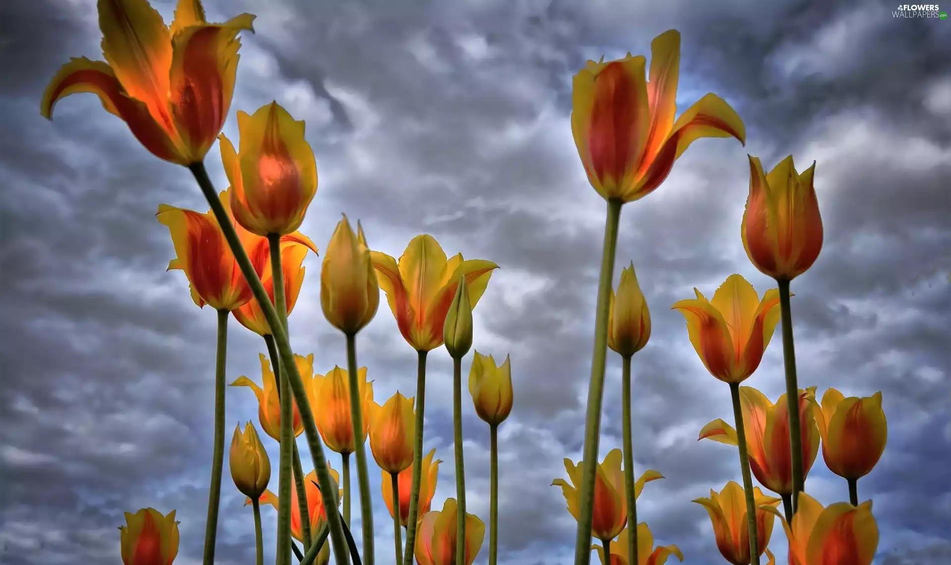 clouds, Tulips, Sky