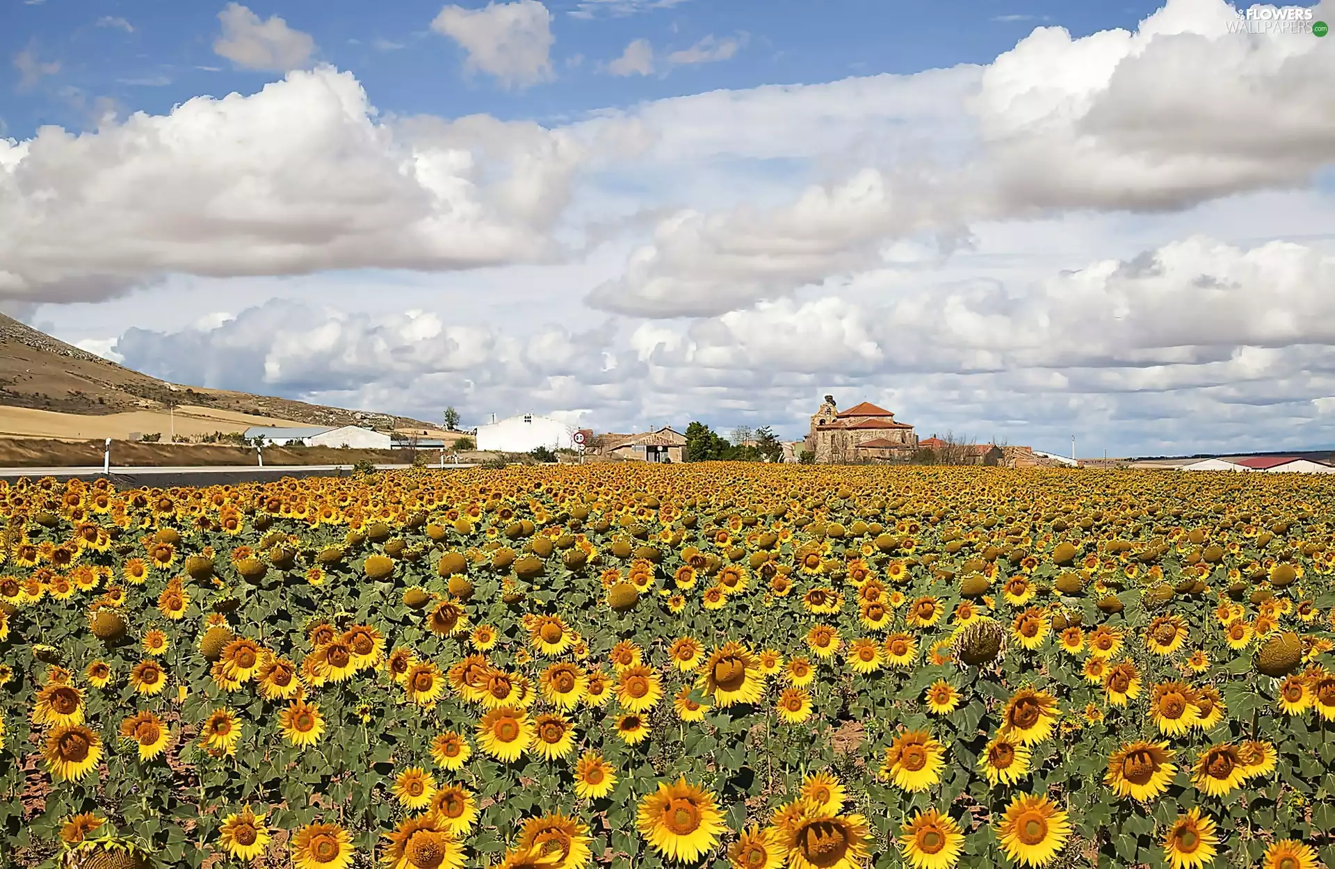 Church, clouds, sunflowers, Houses, Field