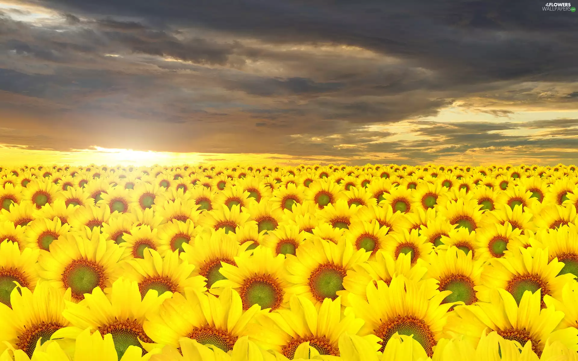 Nice sunflowers, Sky, clouds, Black