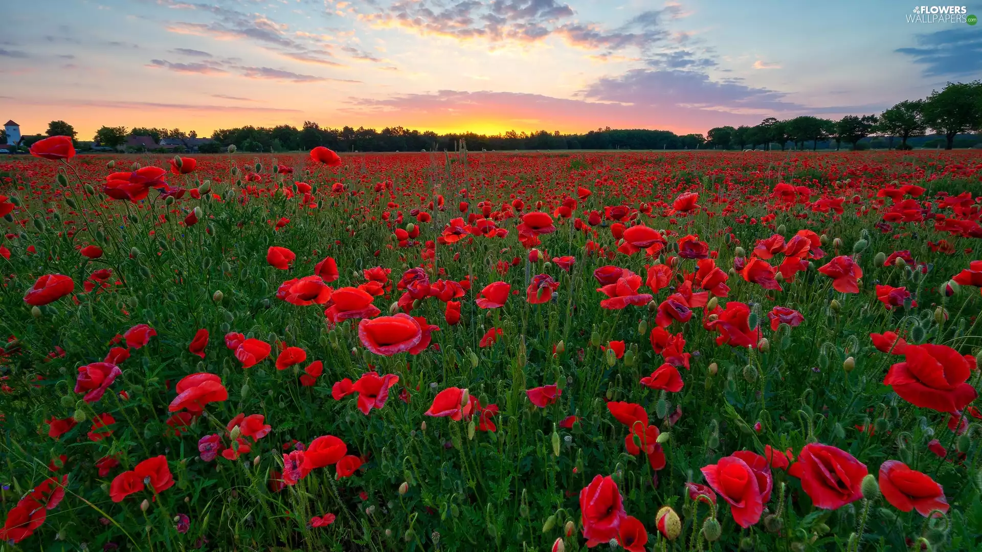 Sunrise, Field, papavers, clouds