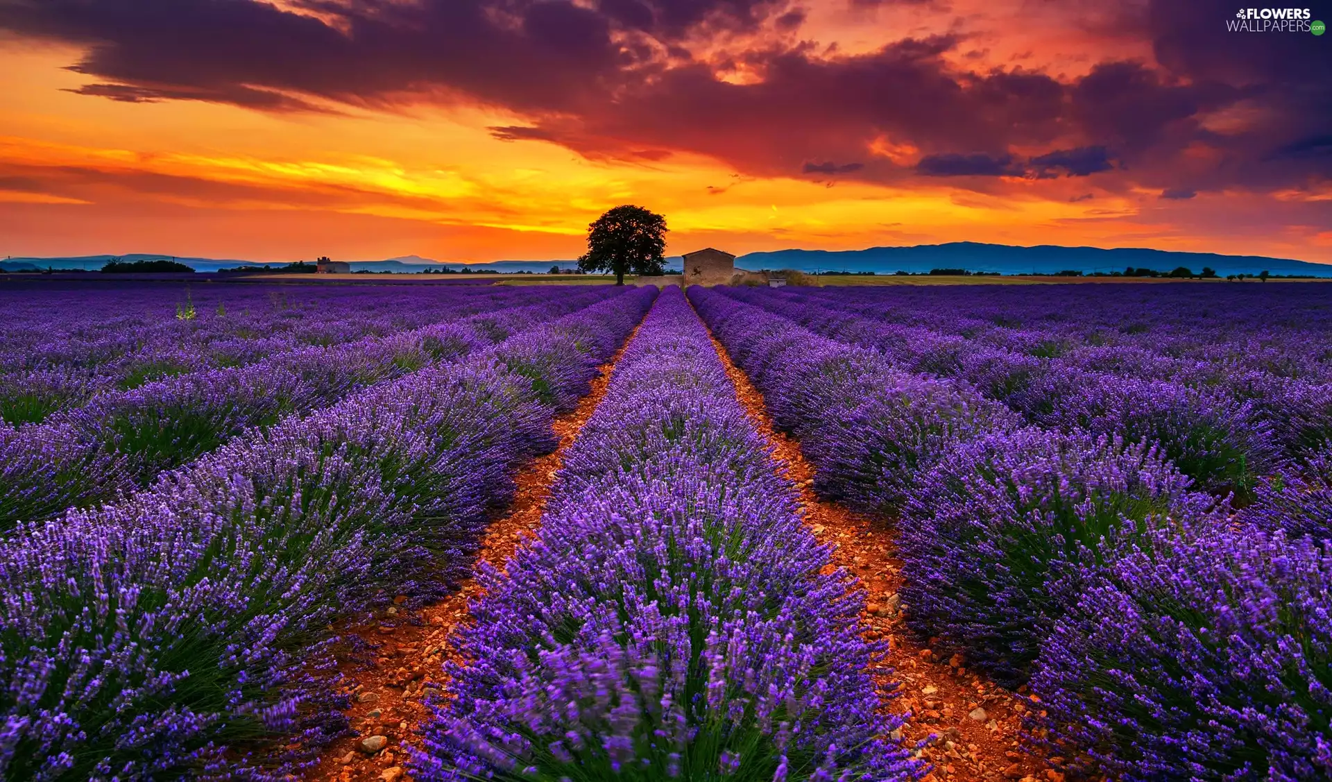 Great Sunsets, lavender, clouds
