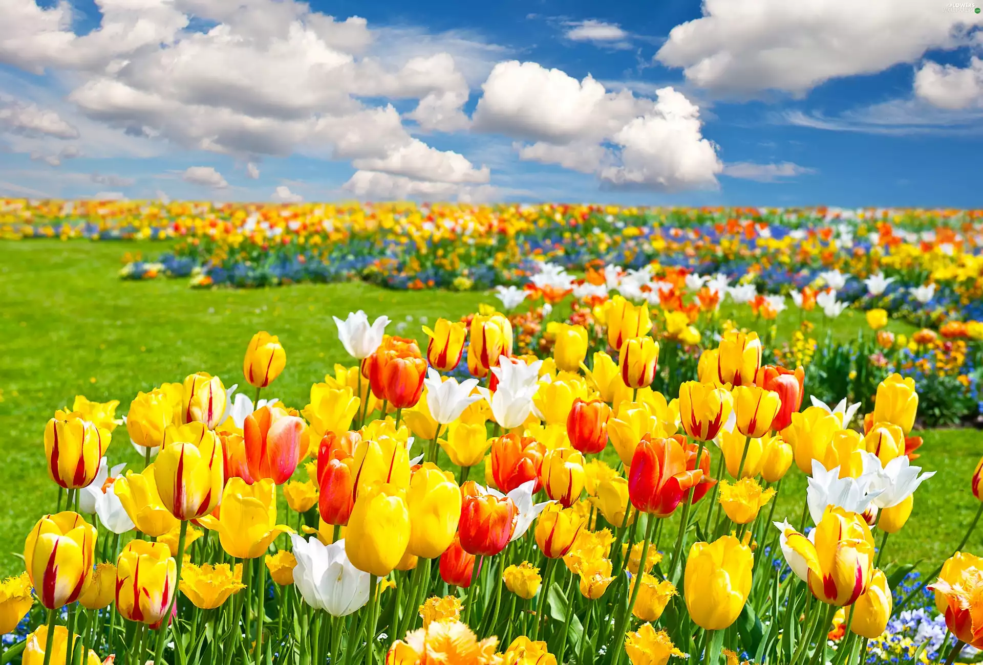 clouds, color, Tulips