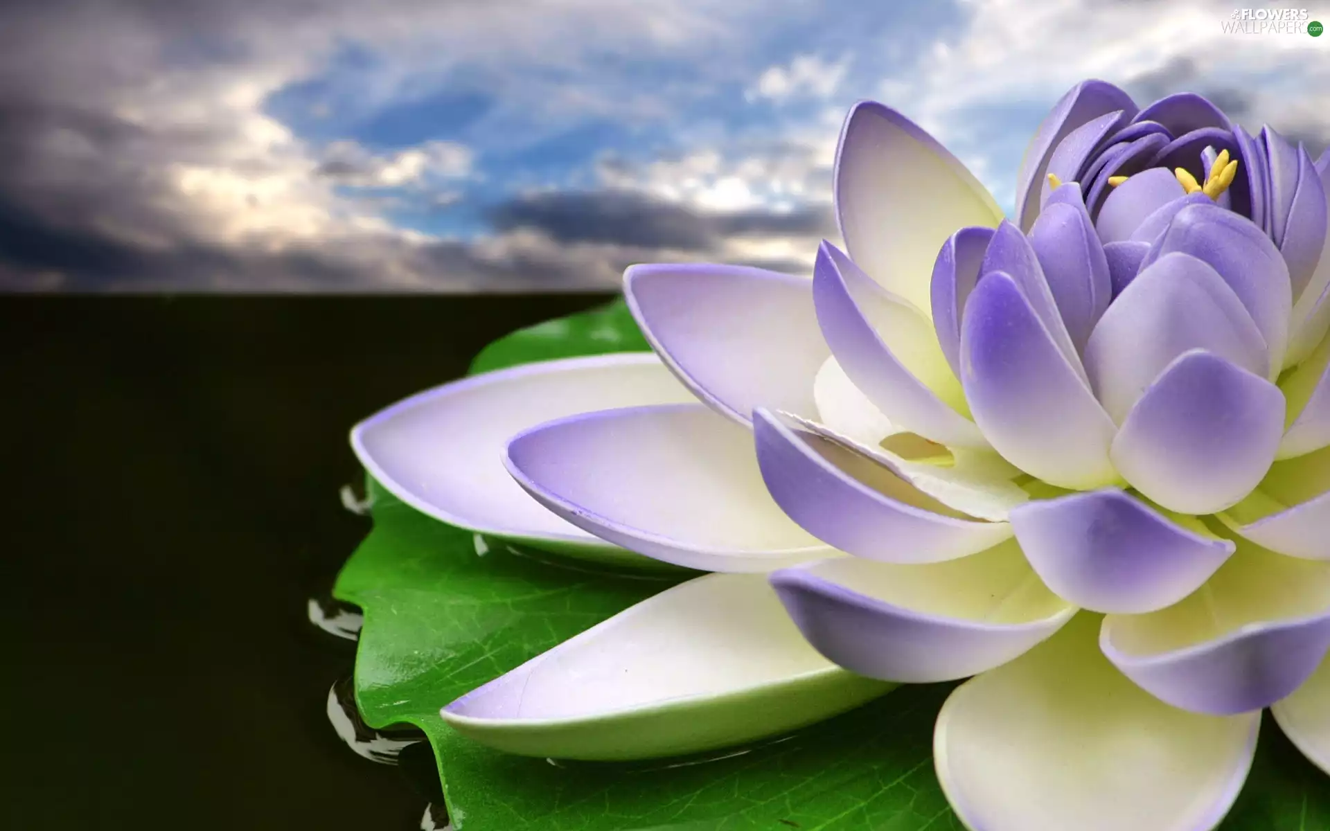 clouds, Lily, water
