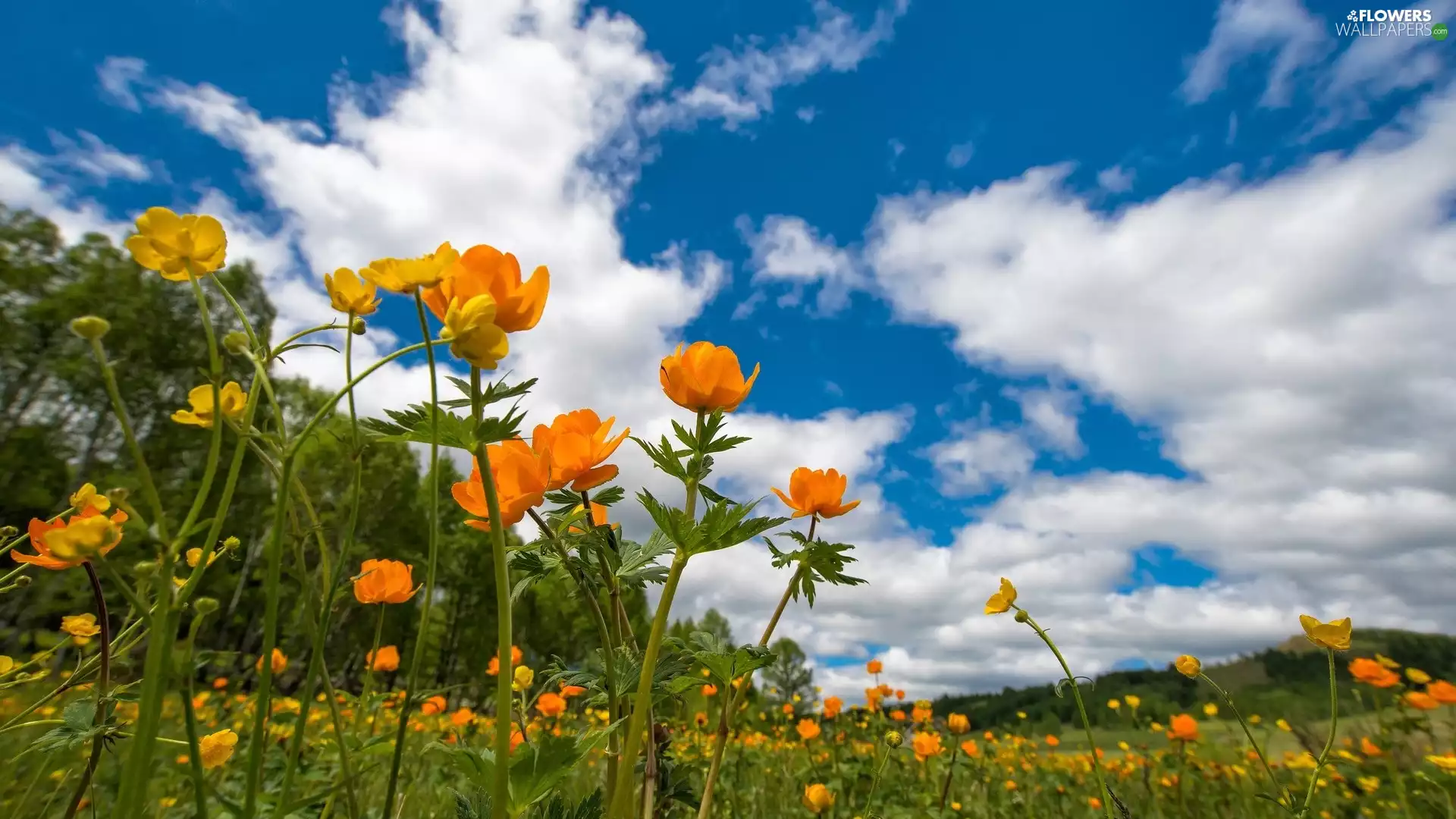 glaucoma, Meadow, Sky, clouds, Wildflowers, Yellow