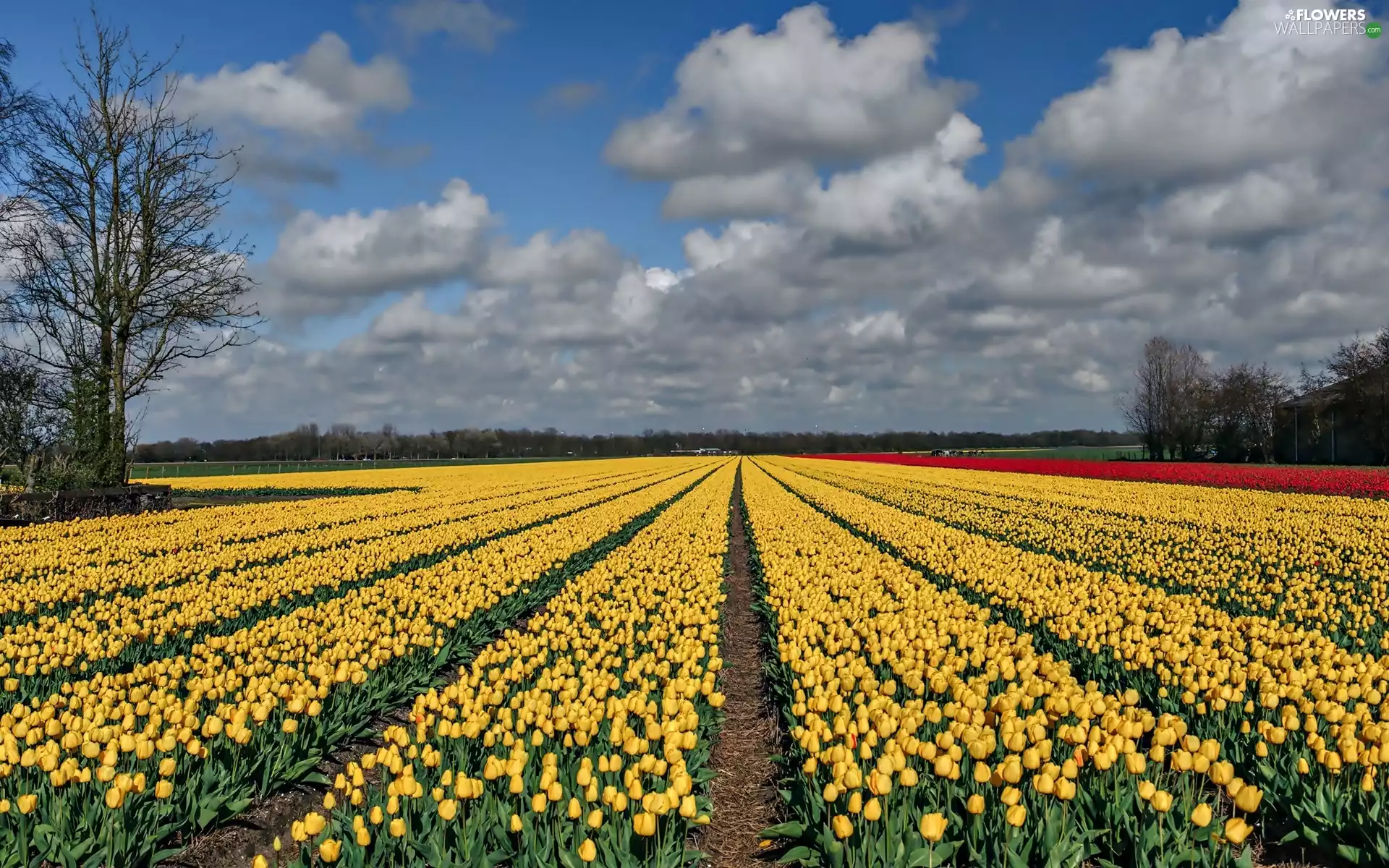 Tulips, Field, viewes, clouds, trees, Yellow