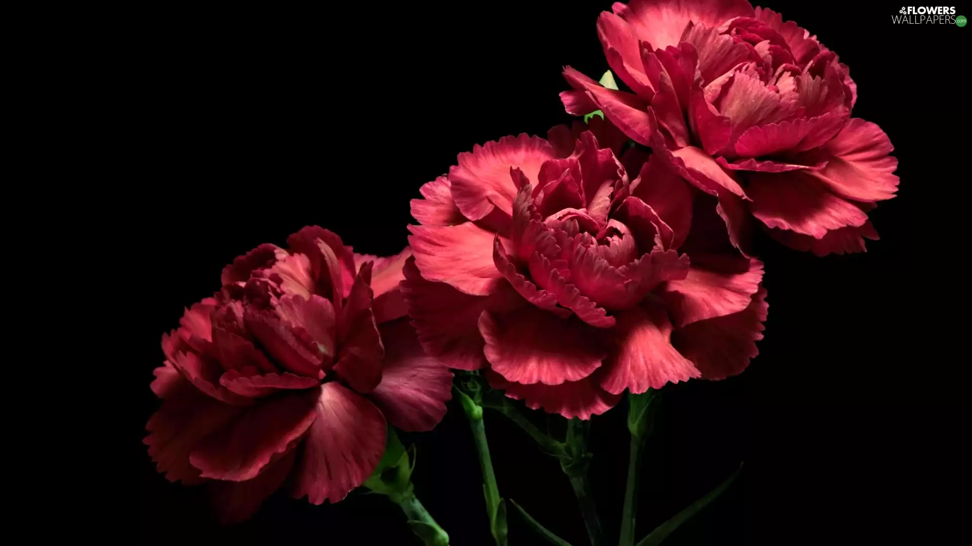 Dark Background, Flowers, cloves