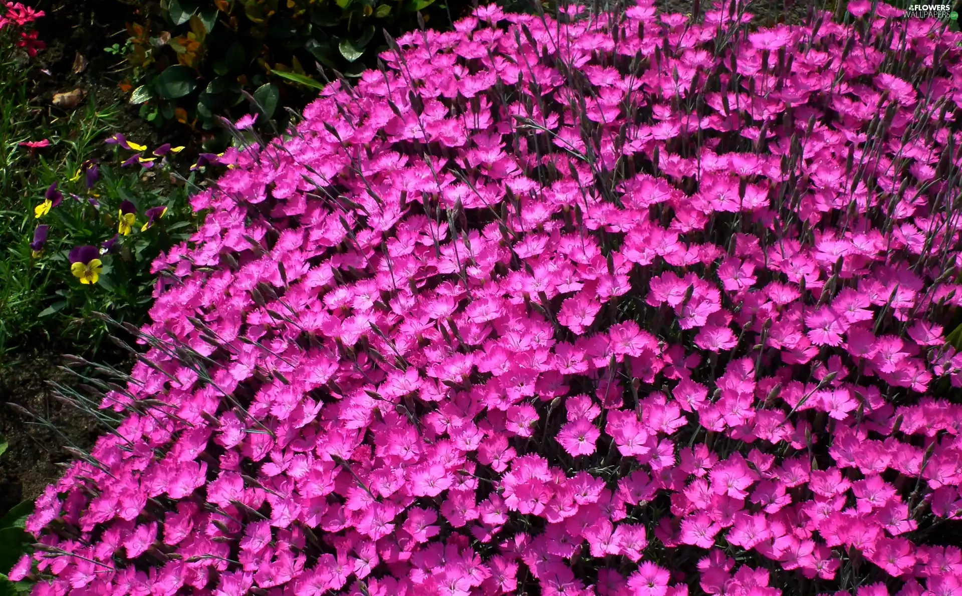 Cloves, nature, Flowers