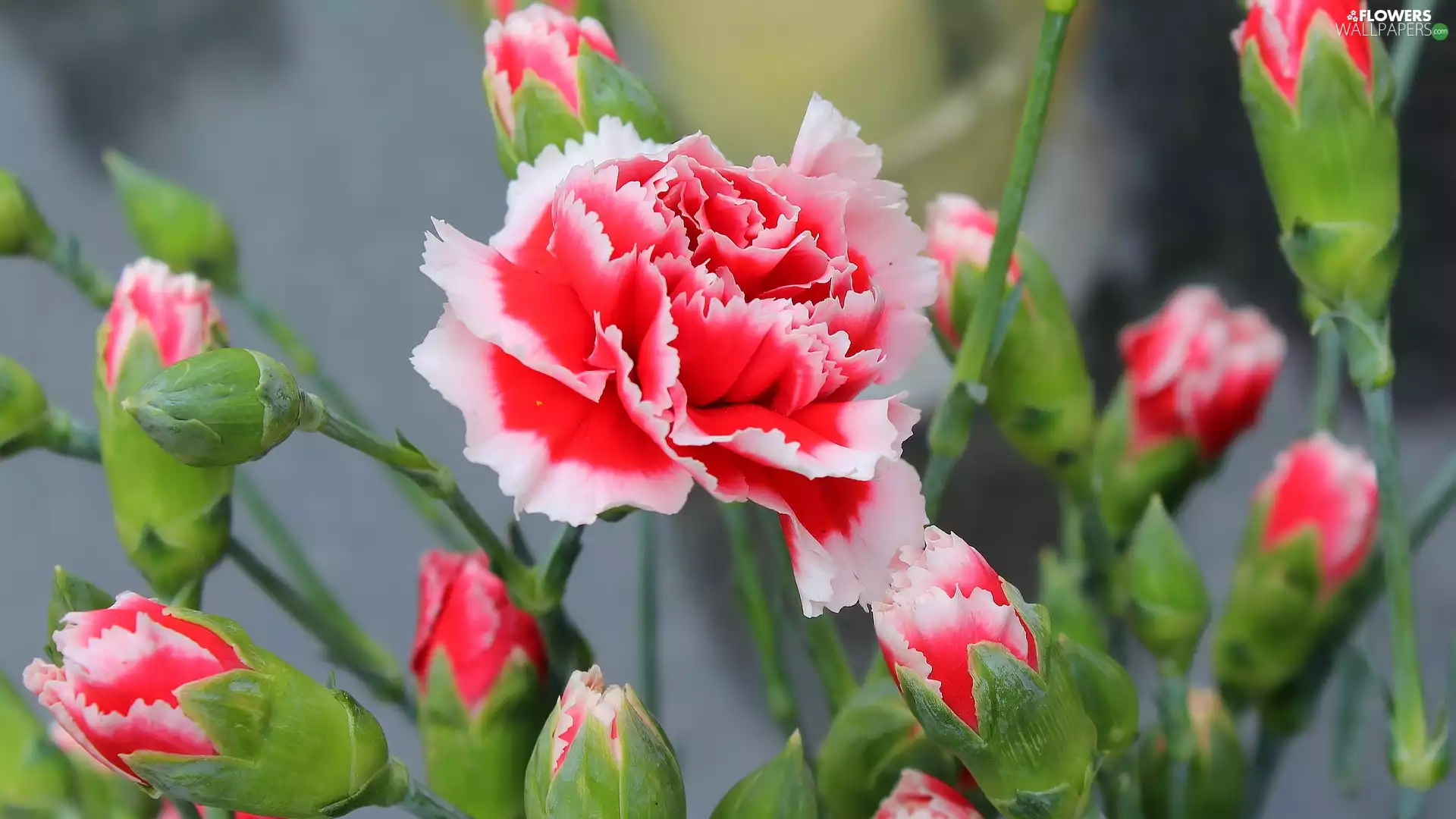flakes, cloves, Flowers, Buds, Pink
