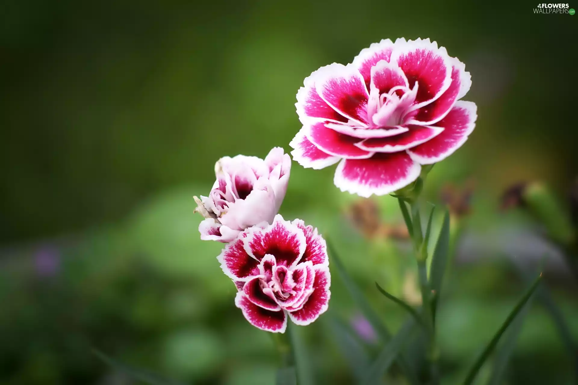 Flowers, cloves