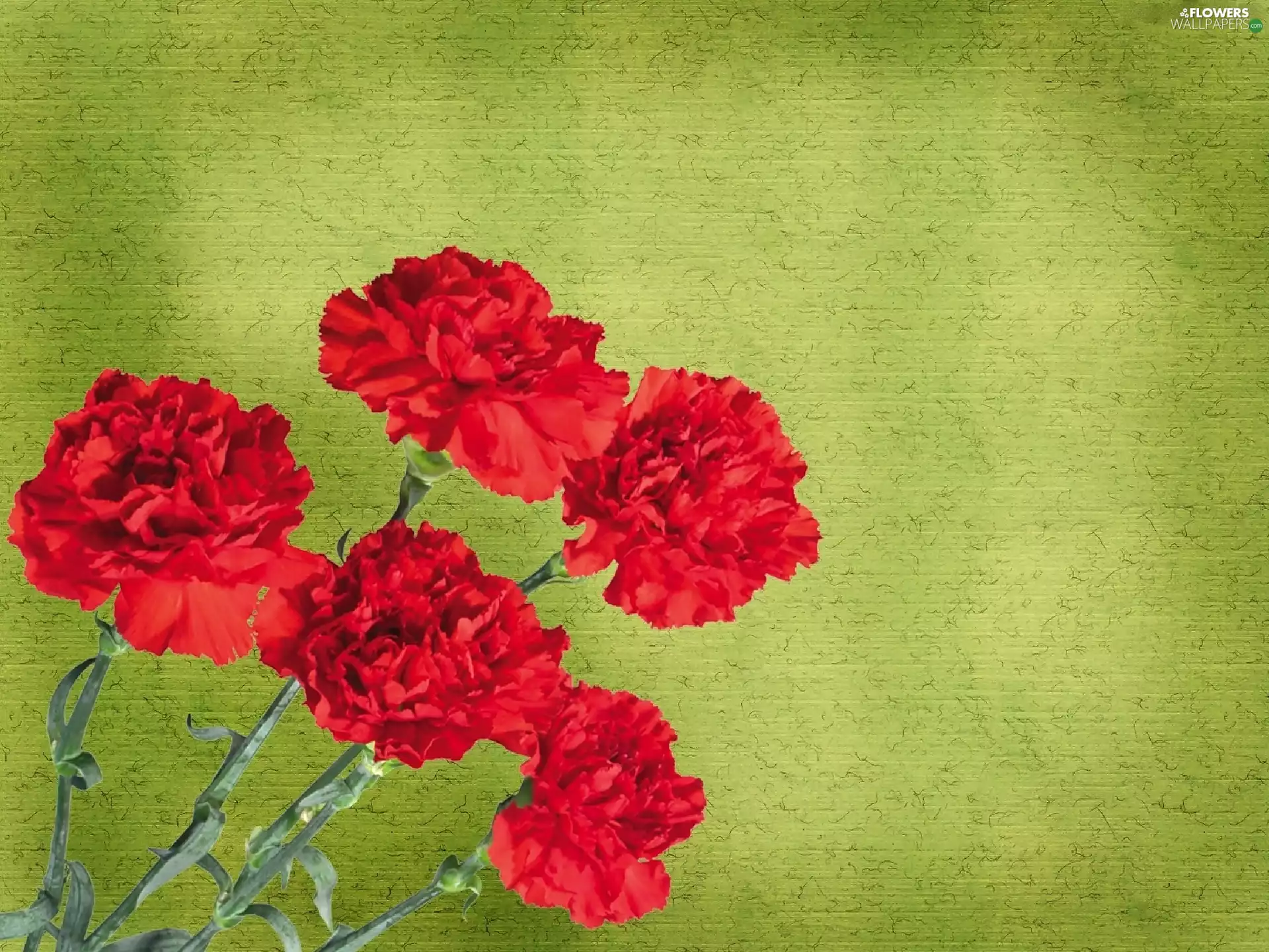 Red, cloves