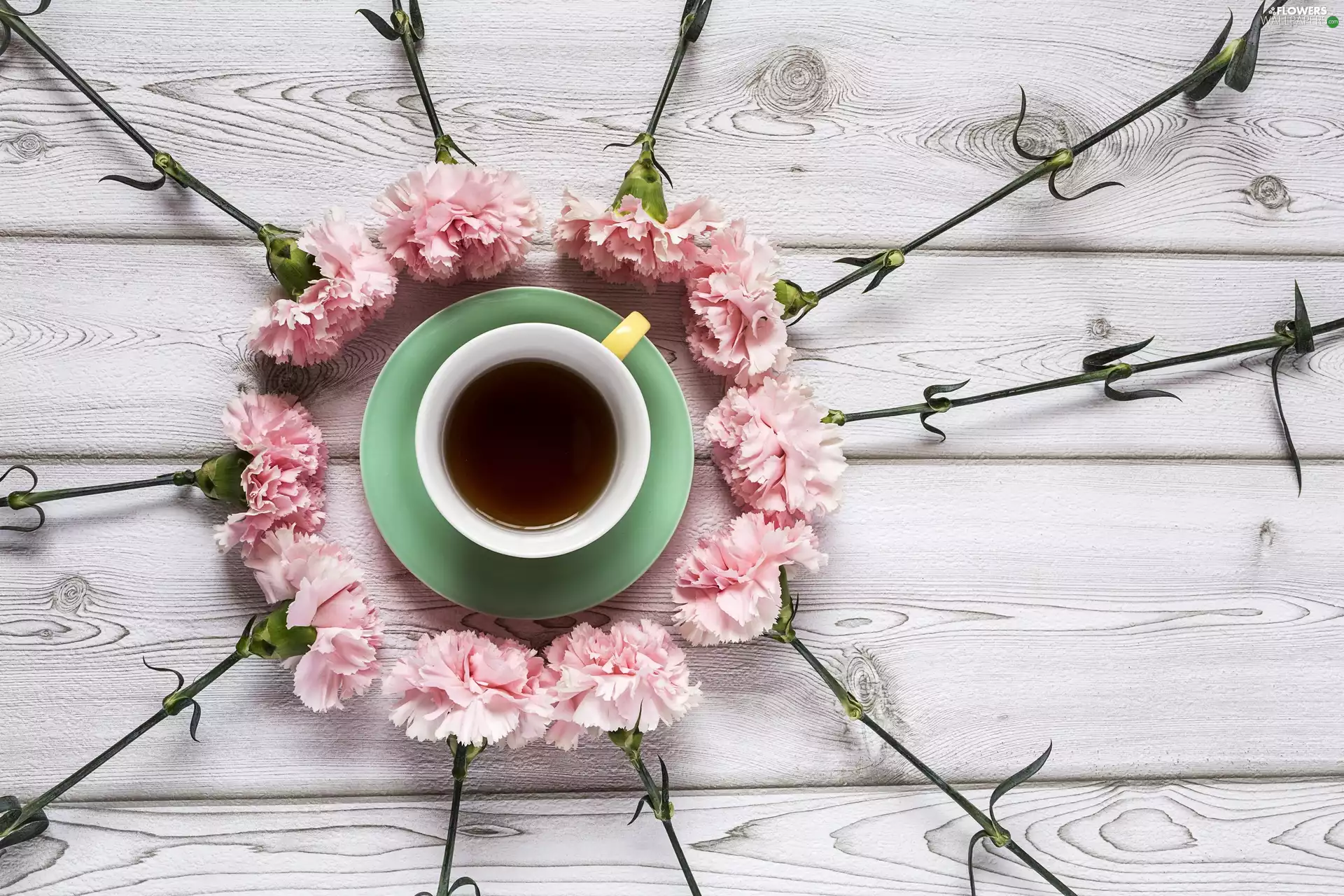 Pink, cloves, tea, Flowers, cup