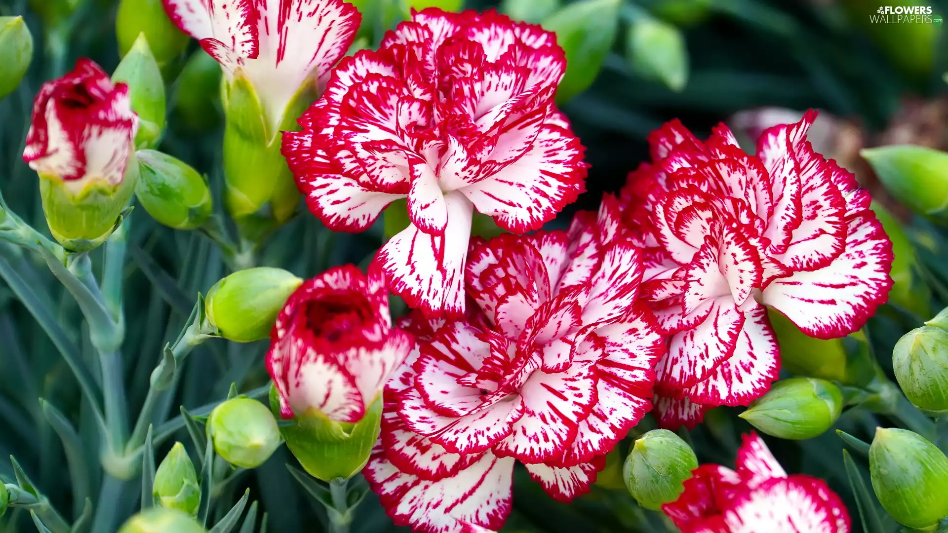 developed, cloves, White-Red, Flowers