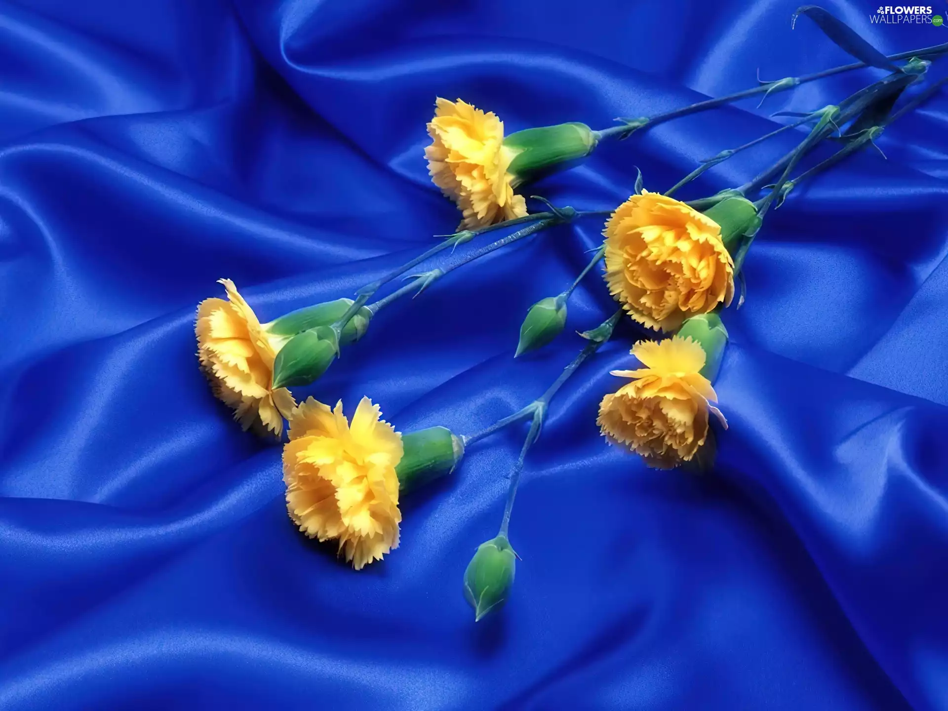 Yellow, Modrakowy, velvet, cloves